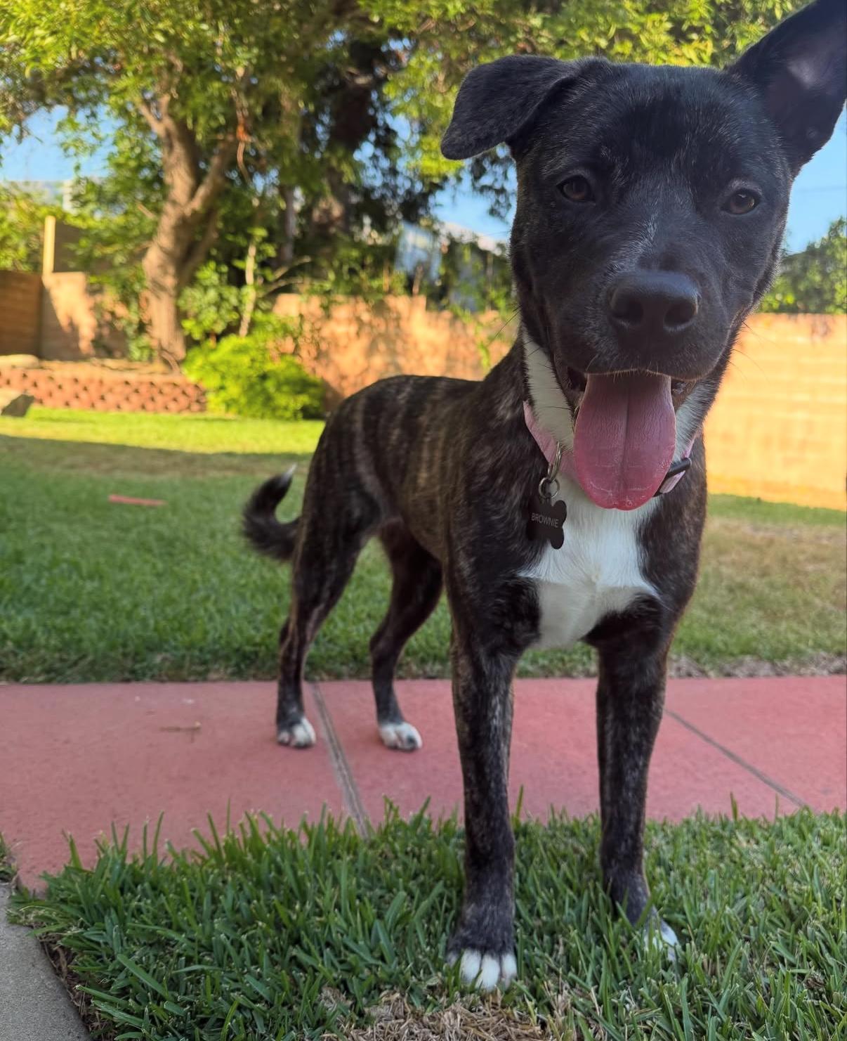 Looking for a Foster or a forever home 4
