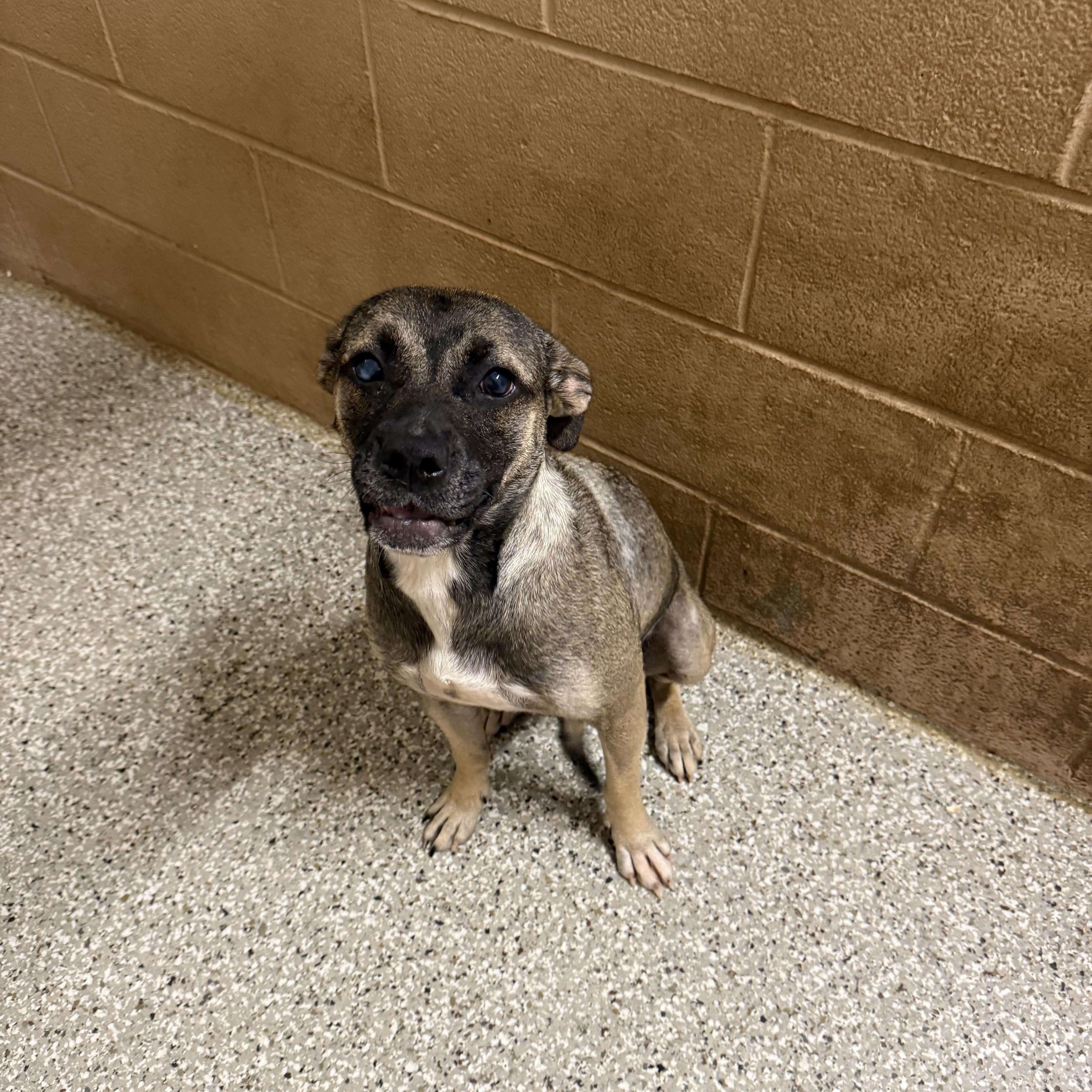 June, ADOPTABLE, Young Female Mixed Breed.