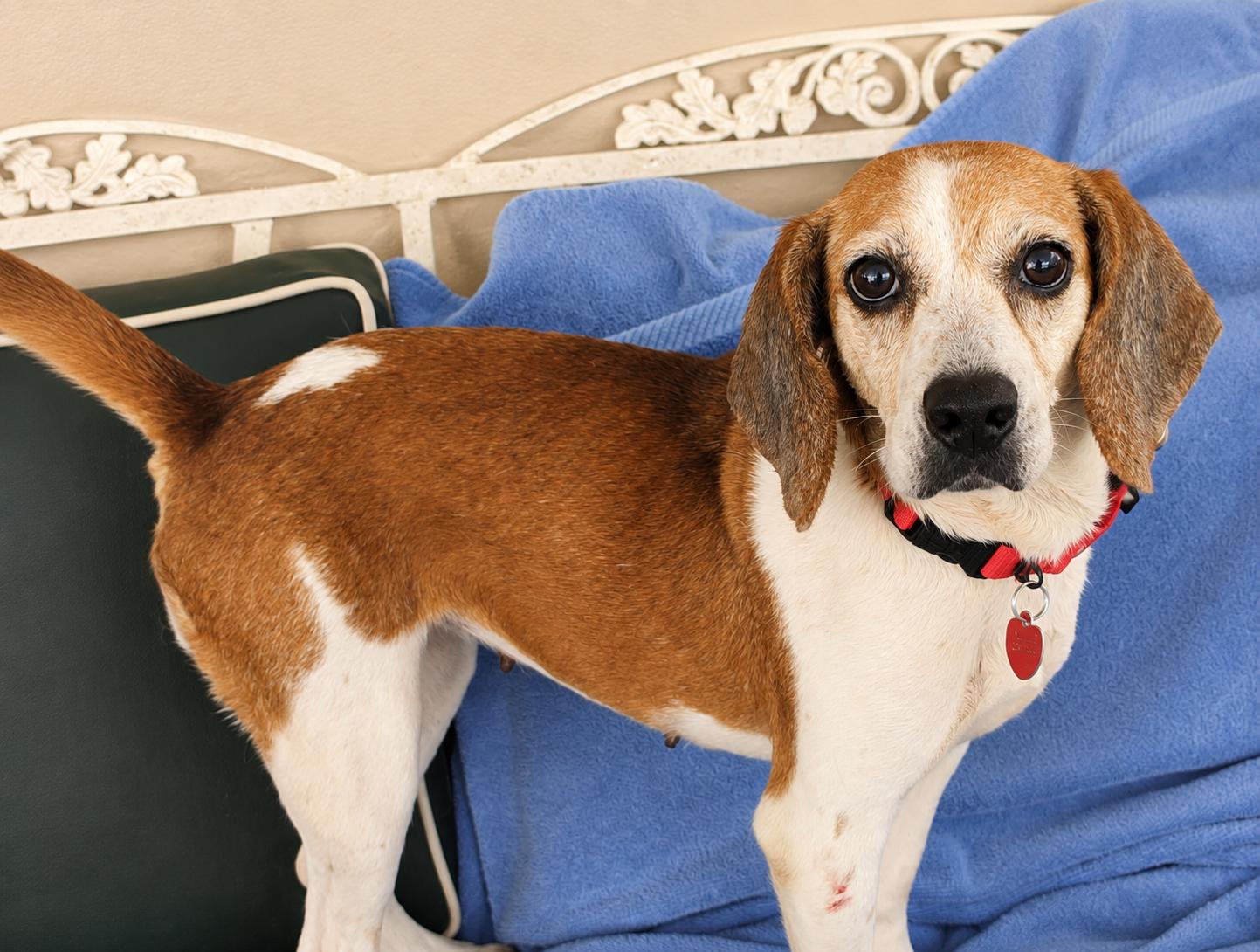 Cardi, Adoptable, Adult Female Beagle.