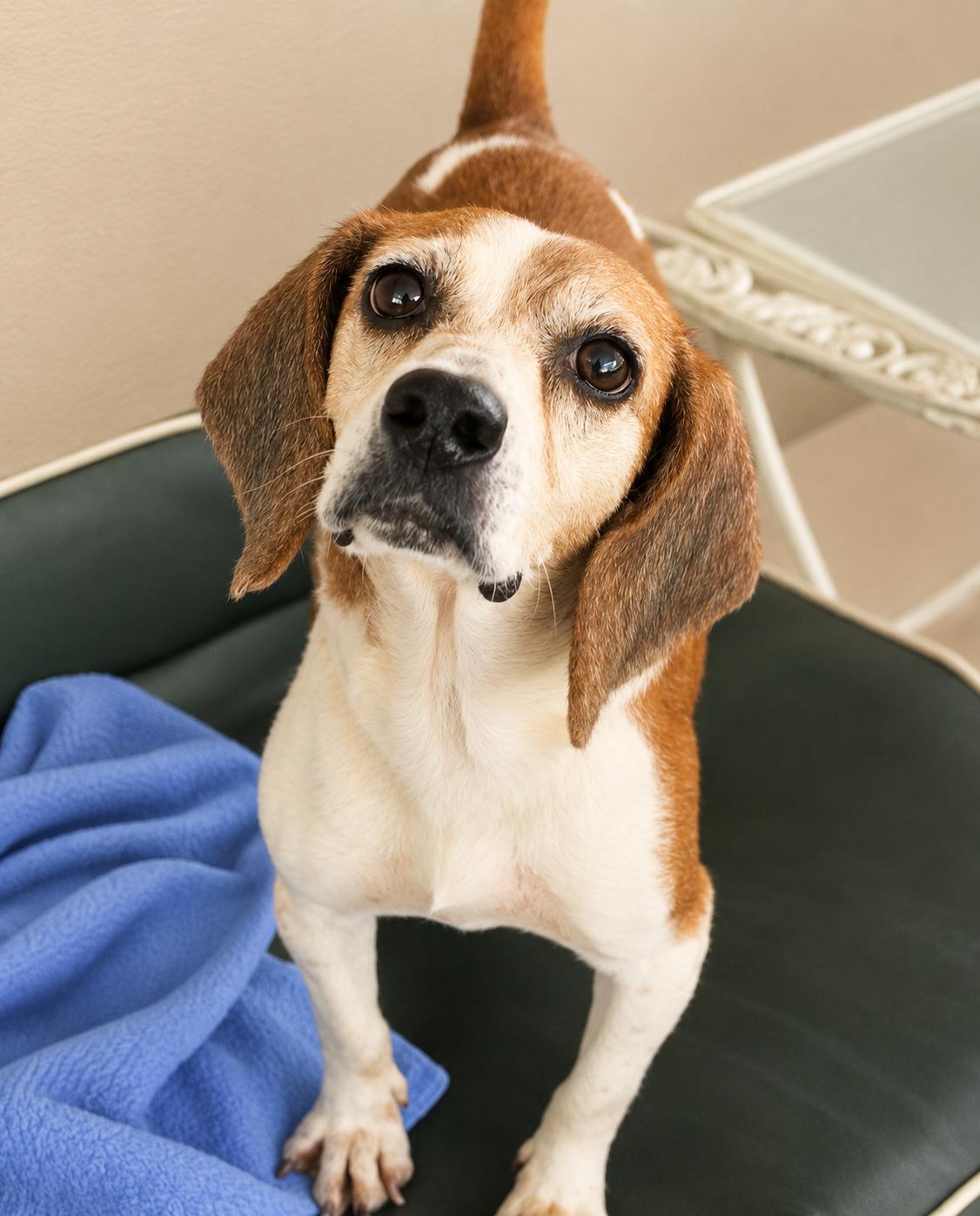 Enlarge Cardi, a Adoptable Beagle in Dunnellon, FL image 2/3