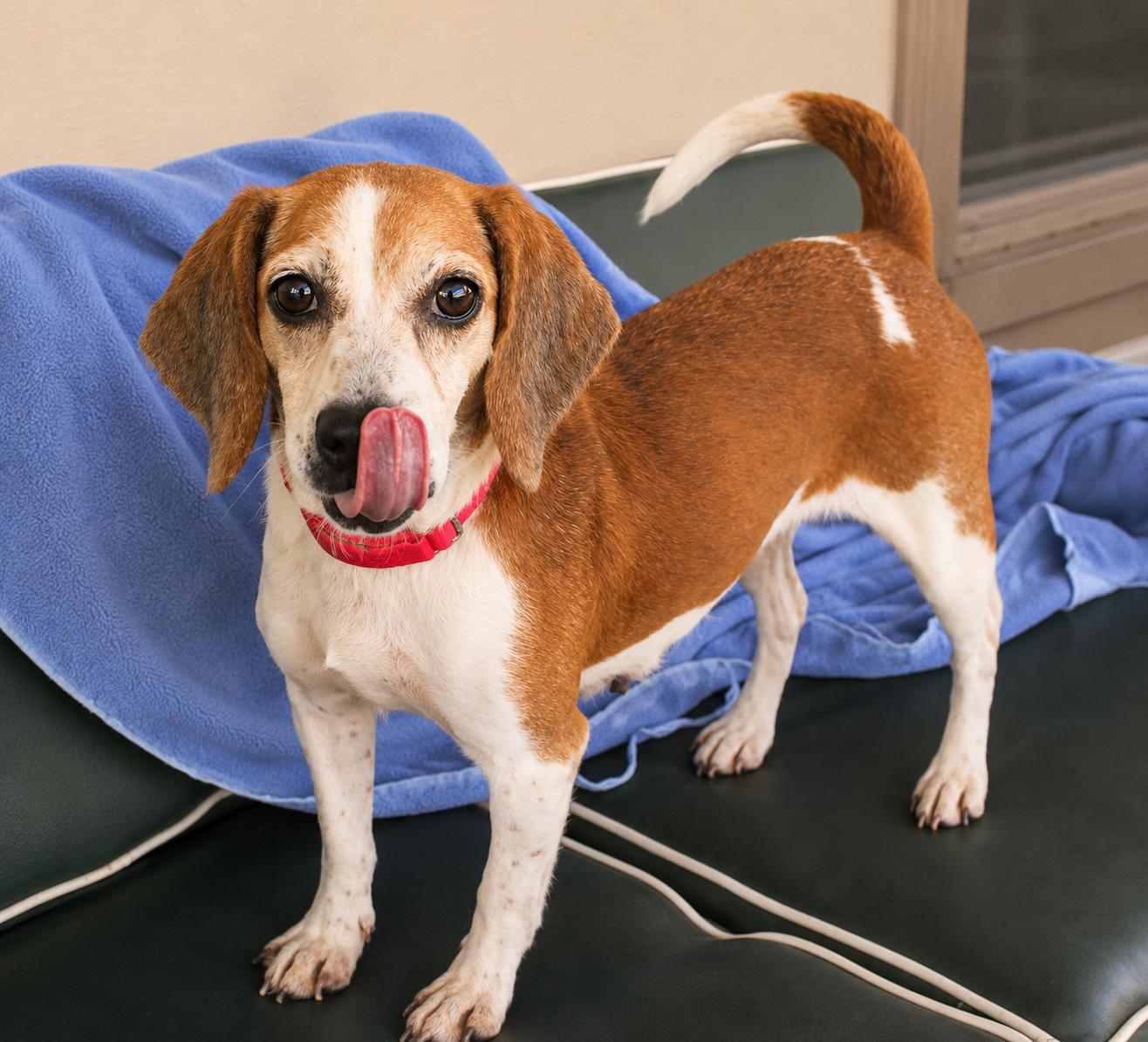 Enlarge Cardi, a Adoptable Beagle in Dunnellon, FL image 3/3