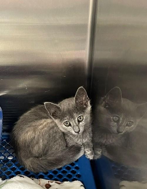 Serenity, Adoptable, Kitten Female Domestic Short Hair.
