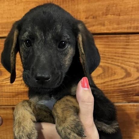 Barbecue, a Adoptable mixed breed in North Charleston, SC image 1/2