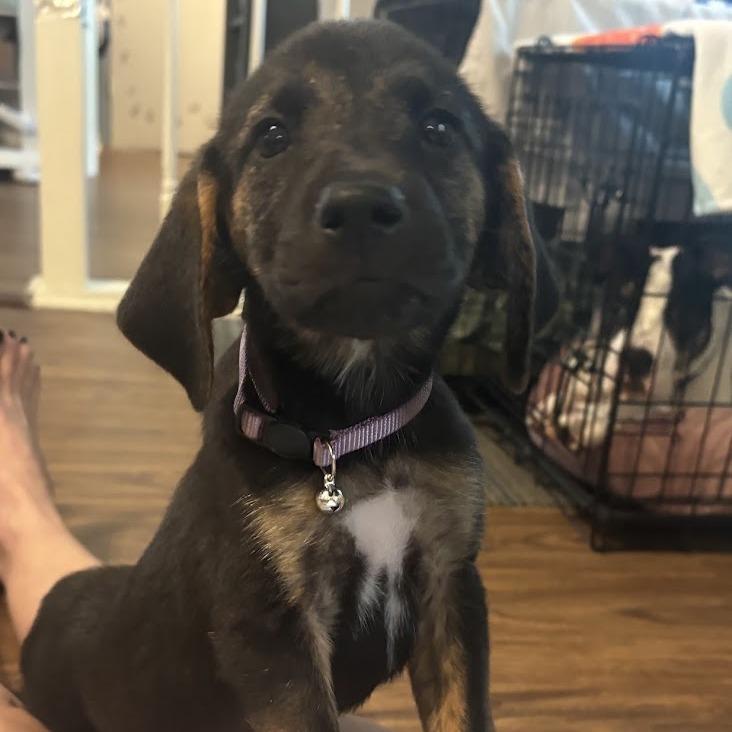 Barbecue, a Adoptable mixed breed in North Charleston, SC image 2/2
