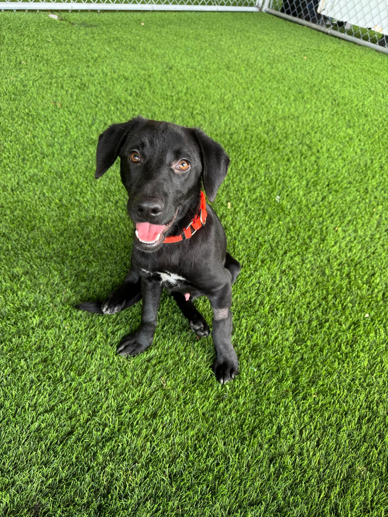 Jace, a ADOPTABLE mixed breed in Morristown, NJ image 2/4