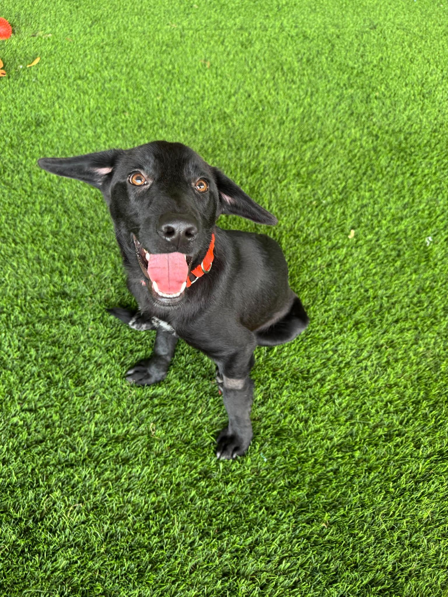 Jace, a ADOPTABLE mixed breed in Morristown, NJ image 1/4