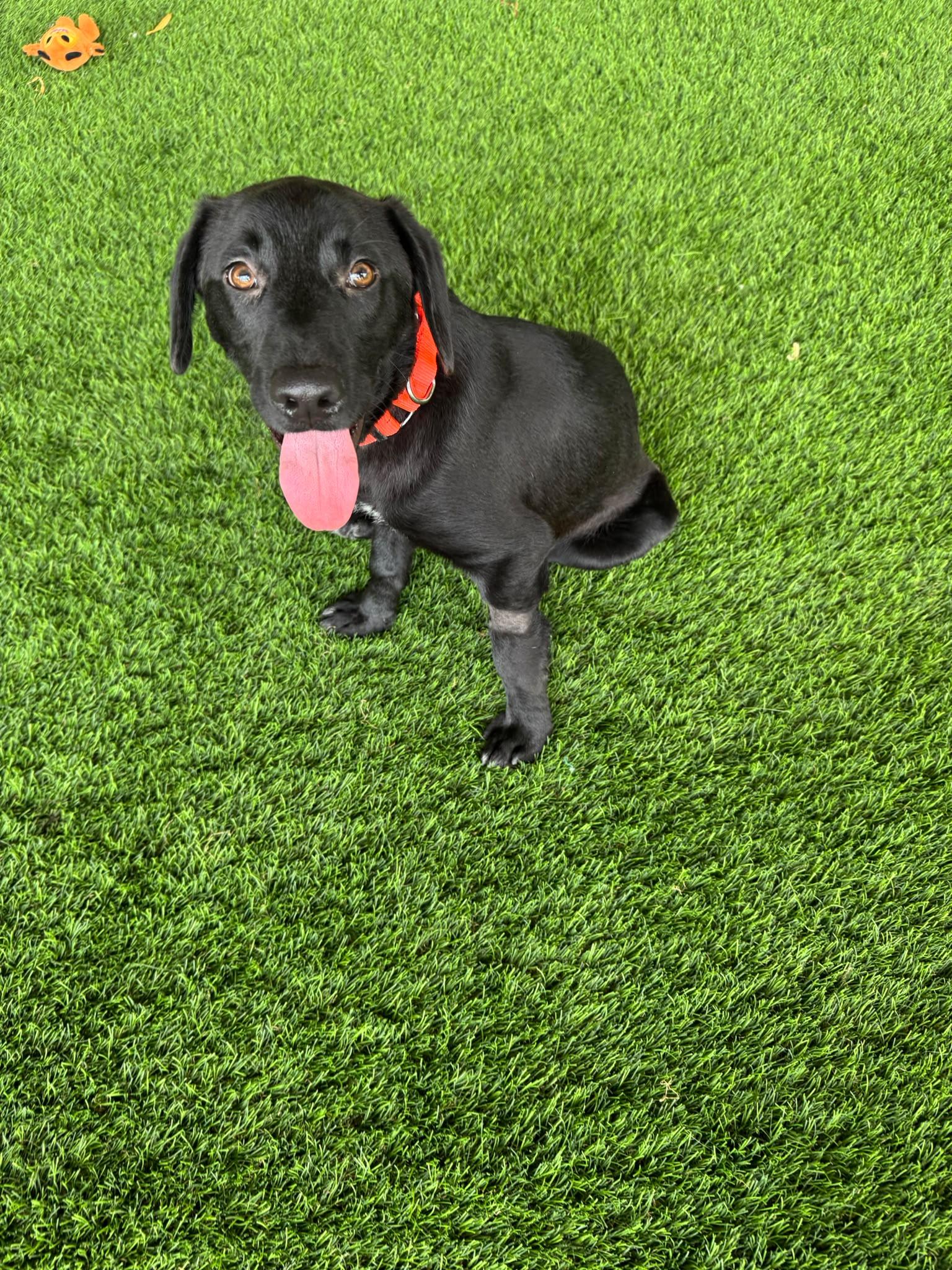 Jace, a ADOPTABLE mixed breed in Morristown, NJ image 3/4