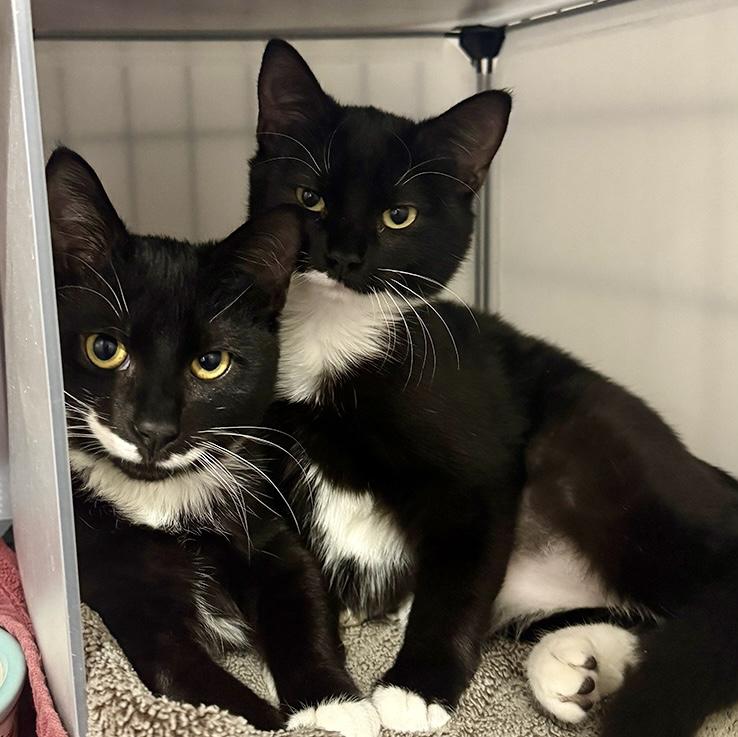 Enlarge Cosmo, an adoptable Domestic Short Hair in Alexandria, VA image 2/5