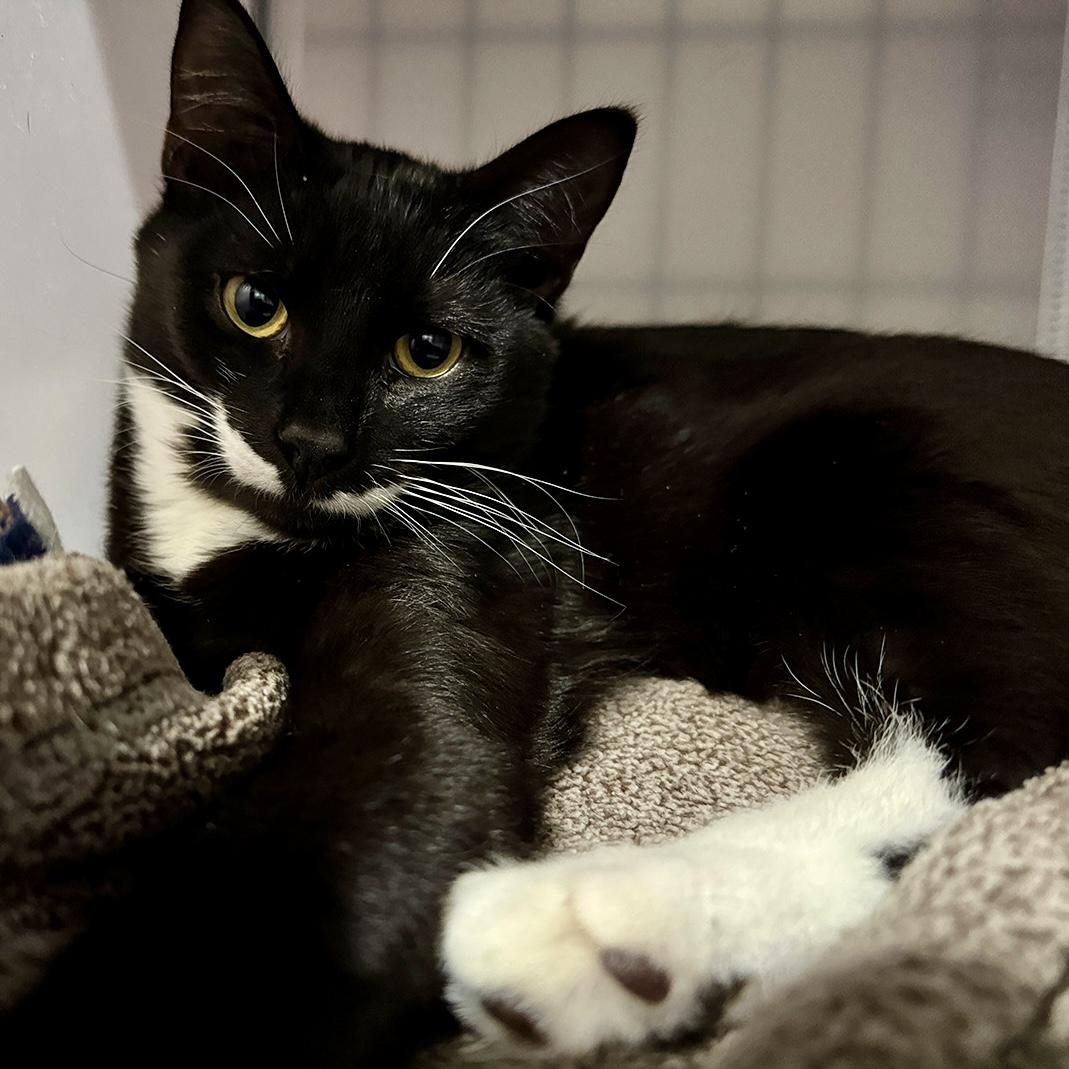 Enlarge Cosmo, an adoptable Domestic Short Hair in Alexandria, VA image 5/5