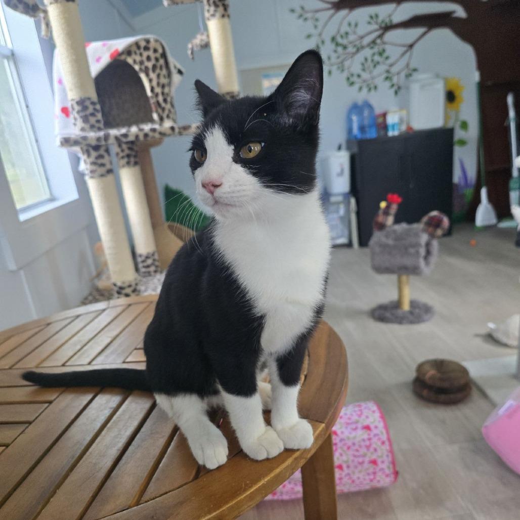 Enlarge Cupid, a ADOPTABLE mixed breed in Ocala, FL image 4/4