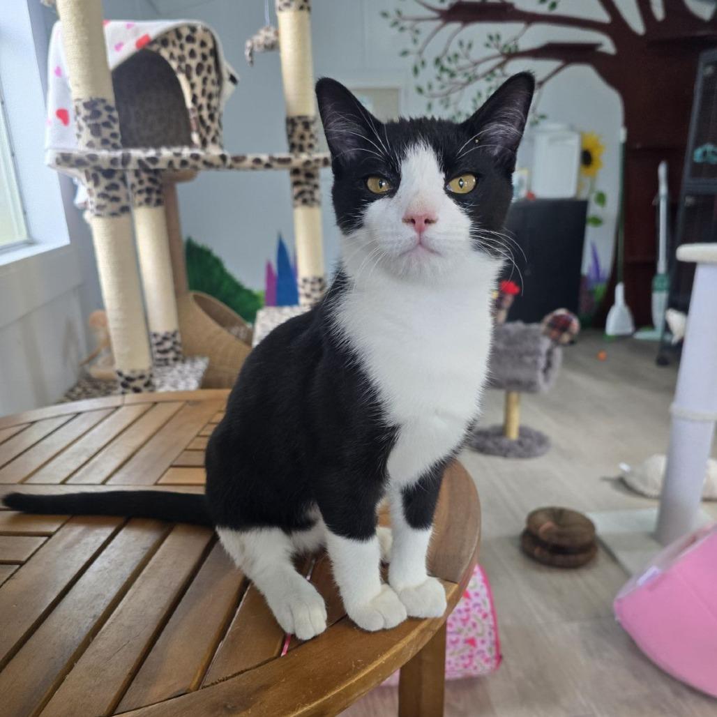 Enlarge Cupid, a ADOPTABLE mixed breed in Ocala, FL image 2/4