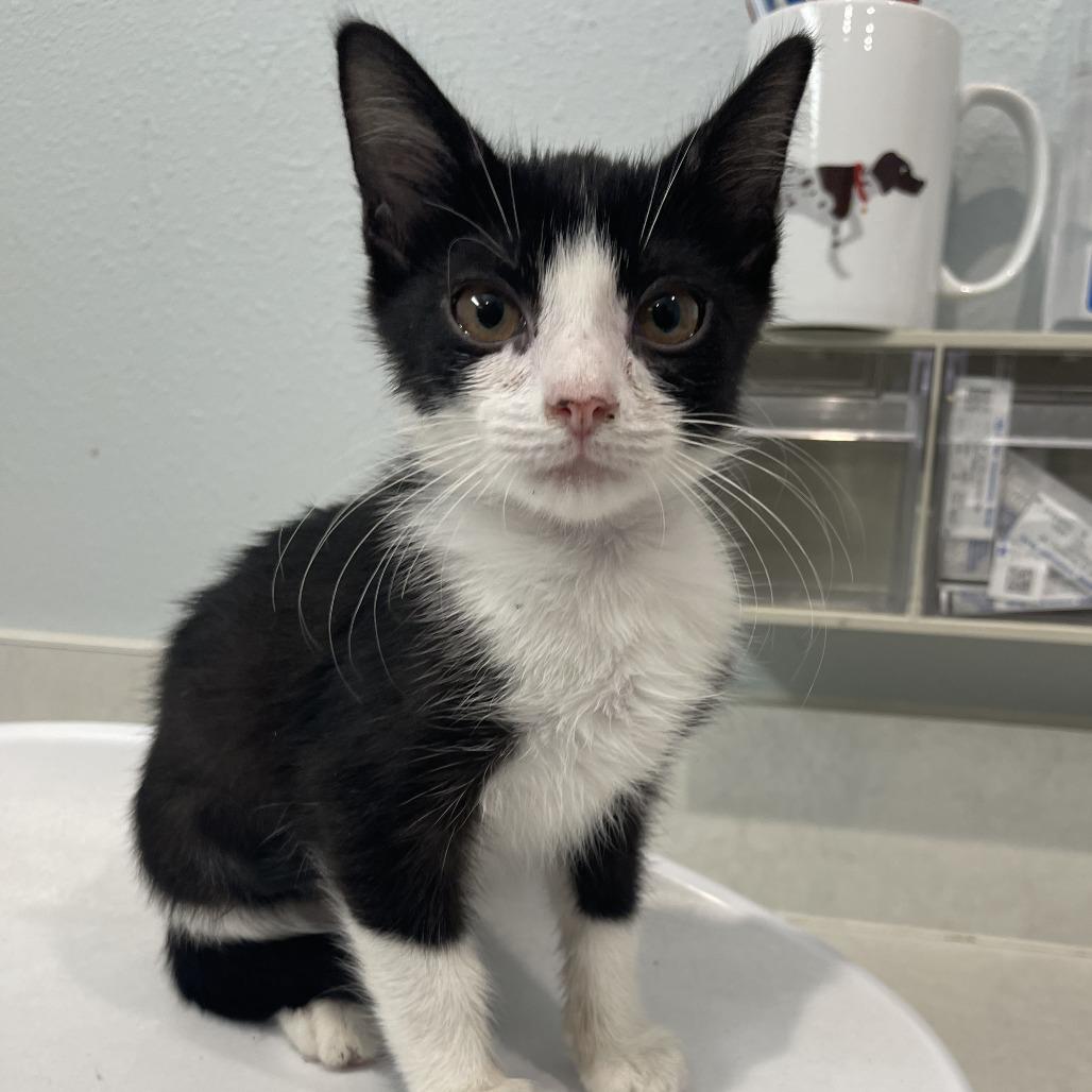 Enlarge Cupid, a ADOPTABLE mixed breed in Ocala, FL image 3/4