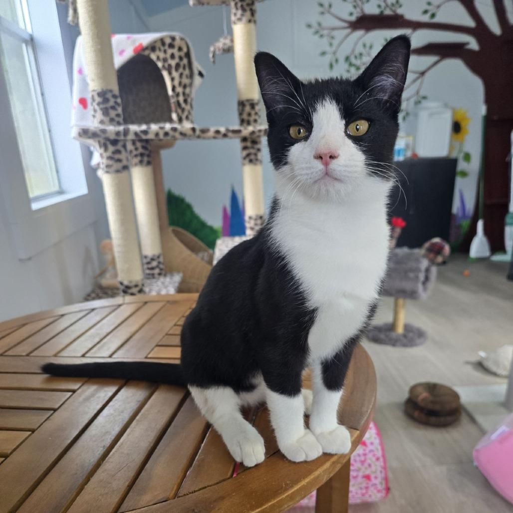 Enlarge Cupid, a ADOPTABLE mixed breed in Ocala, FL image 1/4