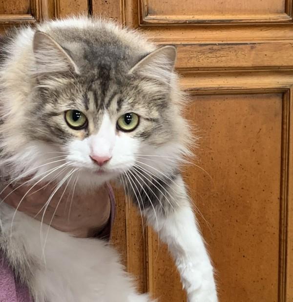 Missy, Adoptable, Adult Female Domestic Long Hair.