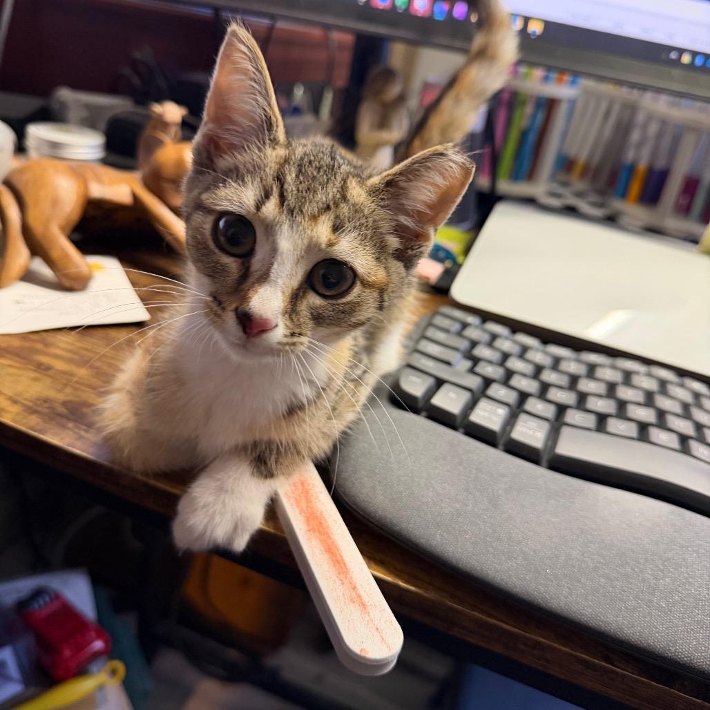 Enlarge Jenny Piccolo, a Adopted Domestic Short Hair in Toms Brook, VA image 1/4