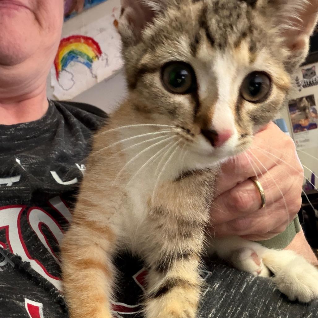 Enlarge Jenny Piccolo, a Adopted Domestic Short Hair in Toms Brook, VA image 2/4