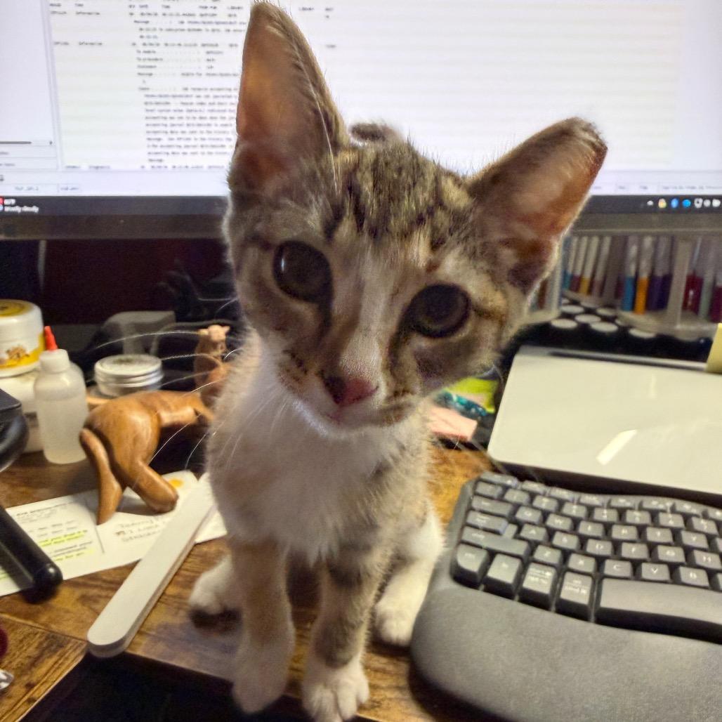 Enlarge Jenny Piccolo, a Adopted Domestic Short Hair in Toms Brook, VA image 3/4