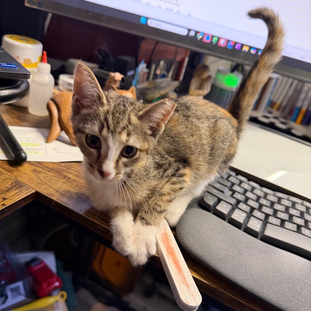 Enlarge Jenny Piccolo, a Adopted Domestic Short Hair in Toms Brook, VA image 4/4