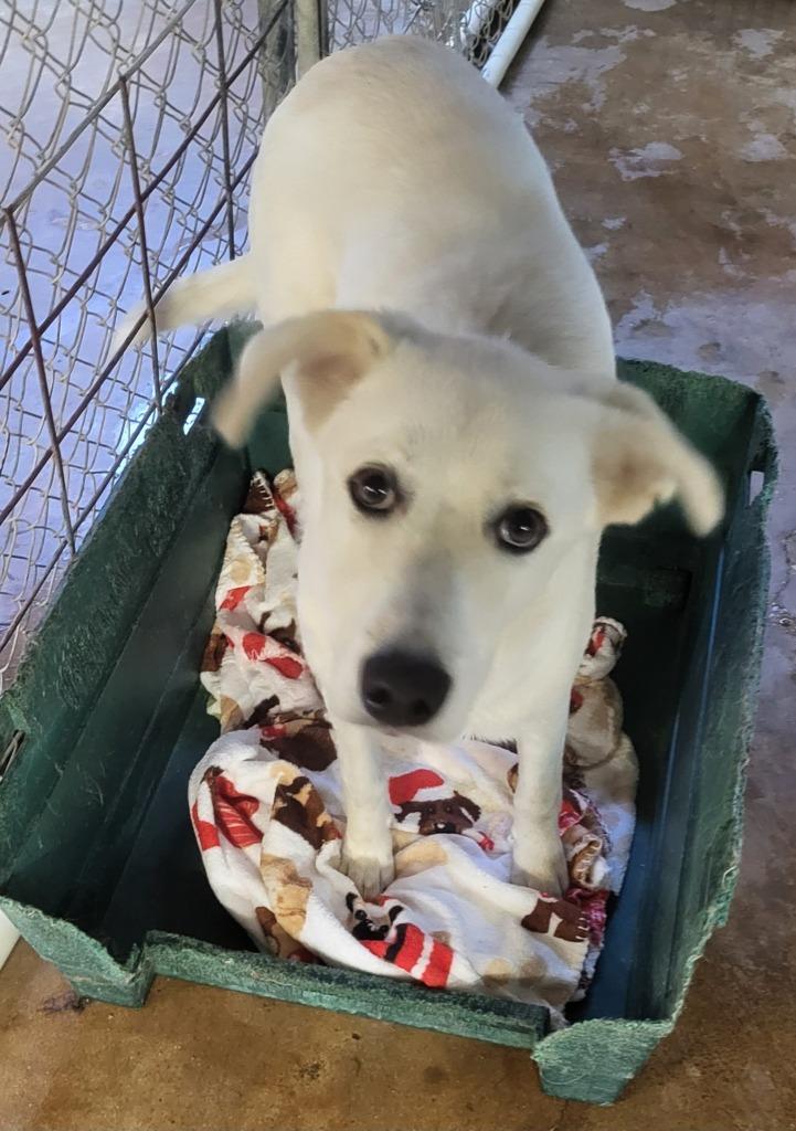 Enlarge Reba, a Adoptable mixed breed in Hammond, LA image 1/1