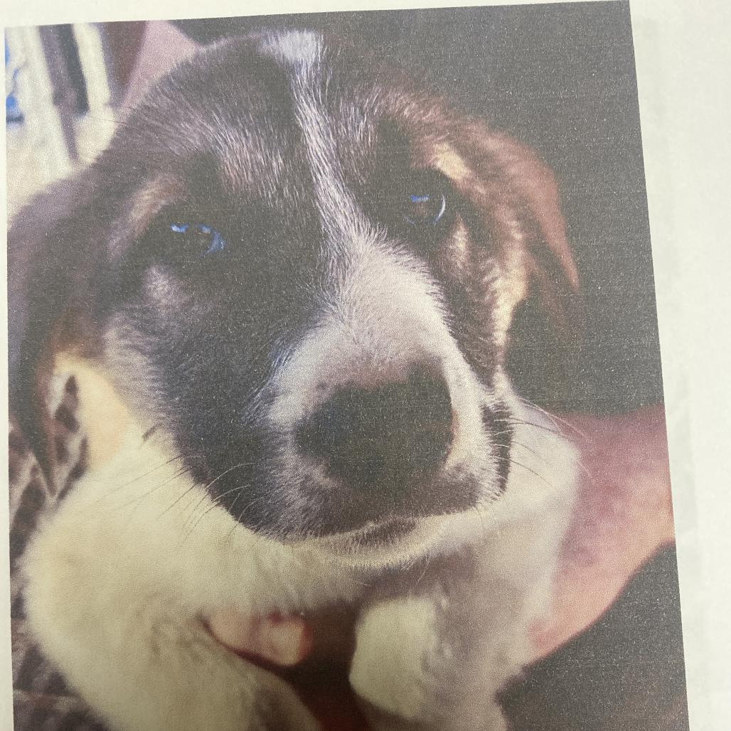 Wyatt, Adoptable, Puppy Male Anatolian Shepherd & Mixed Breed.