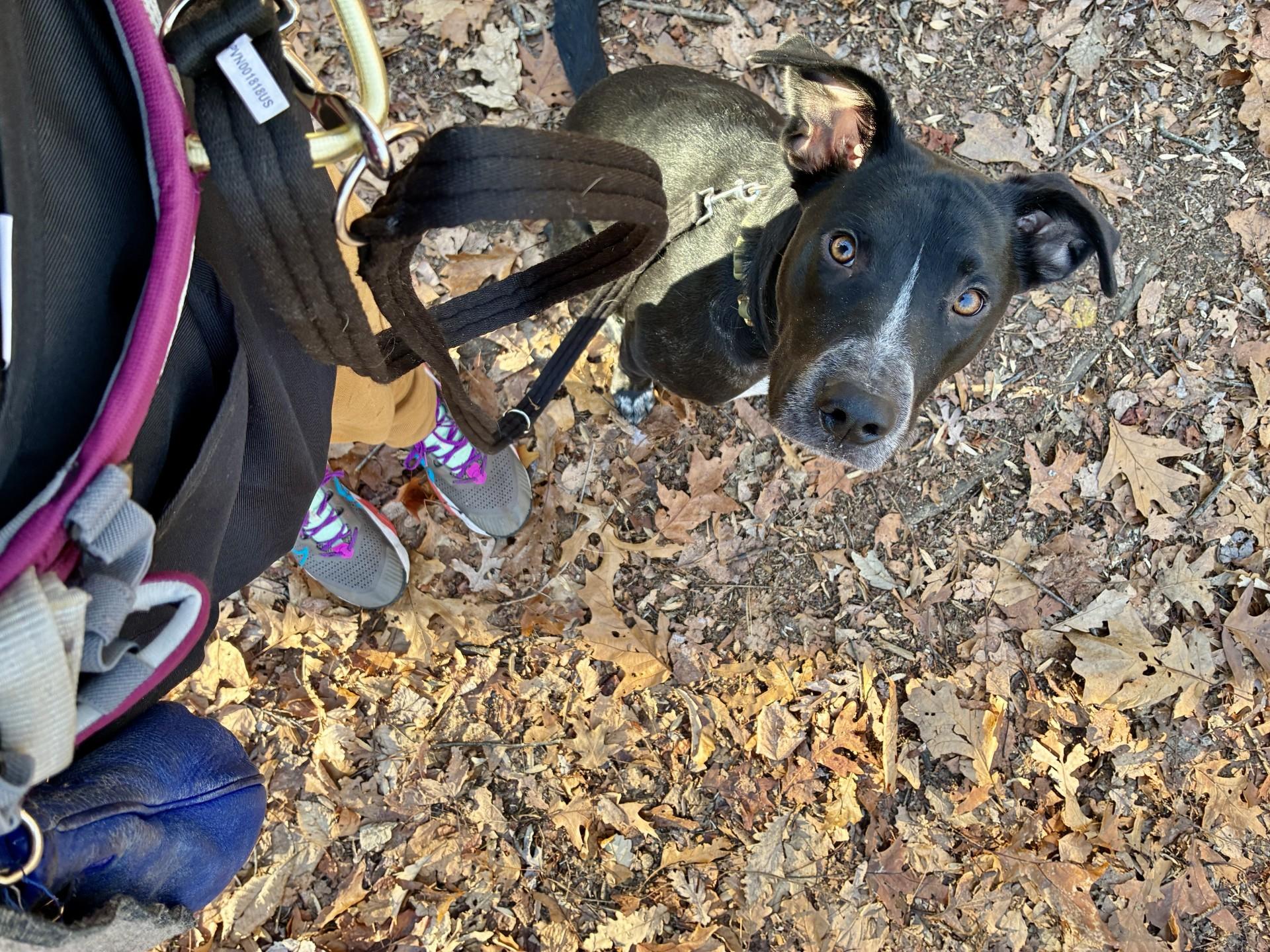Enlarge Moose, a ADOPTABLE mixed breed in Unionville, CT image 3/6