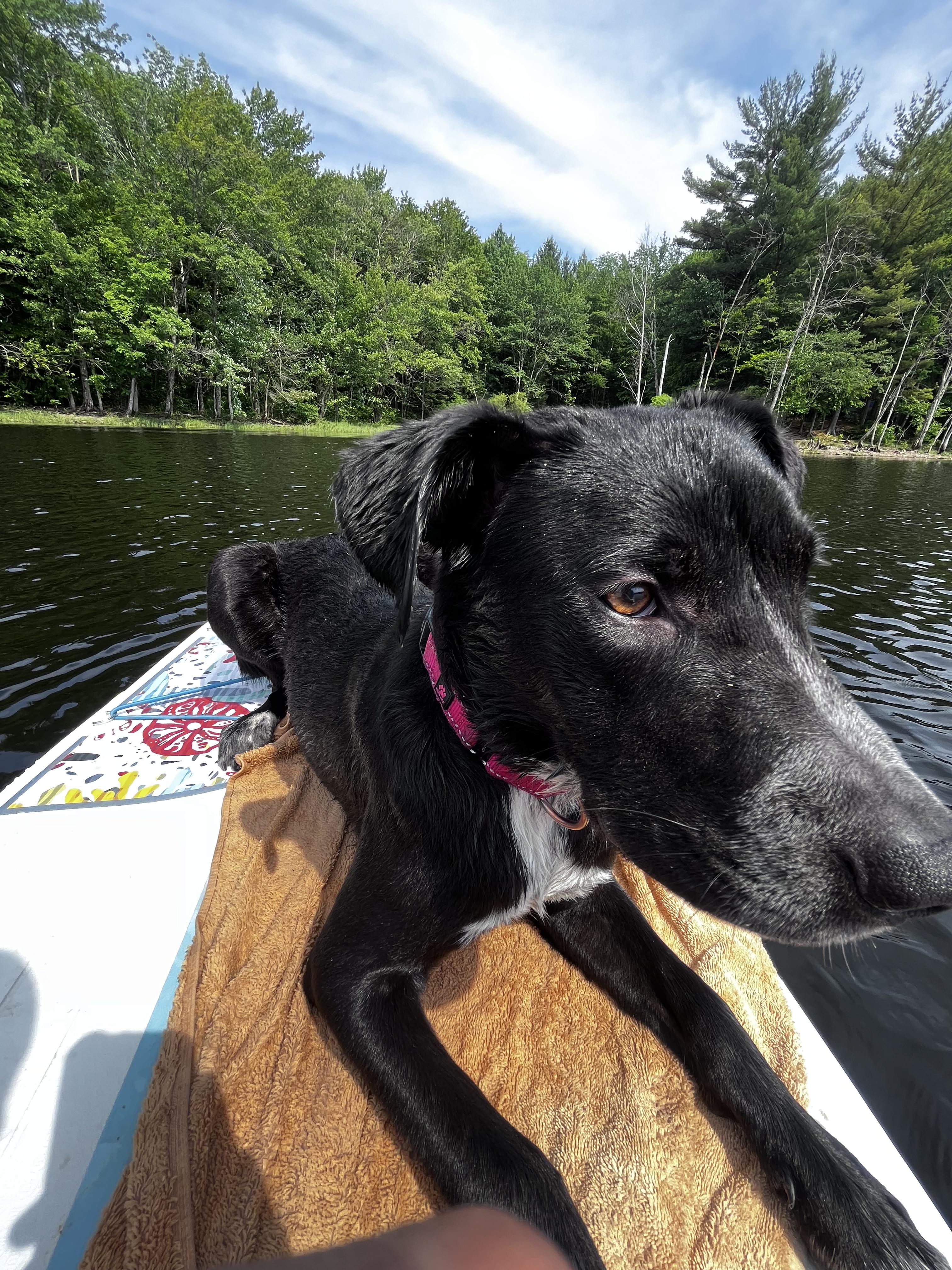 Enlarge Moose, a ADOPTABLE mixed breed in Unionville, CT image 4/6
