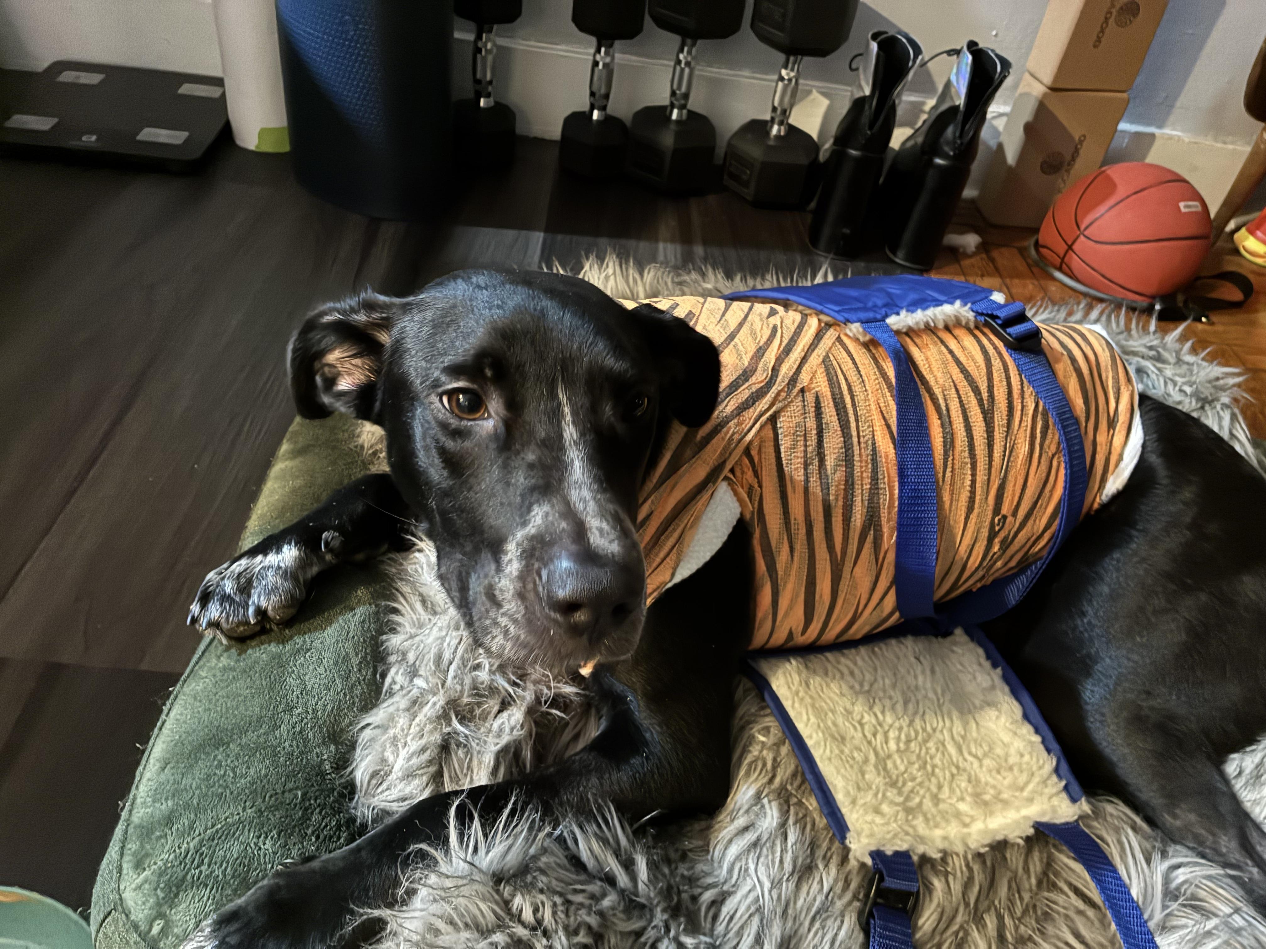 Enlarge Moose, a ADOPTABLE mixed breed in Unionville, CT image 6/6