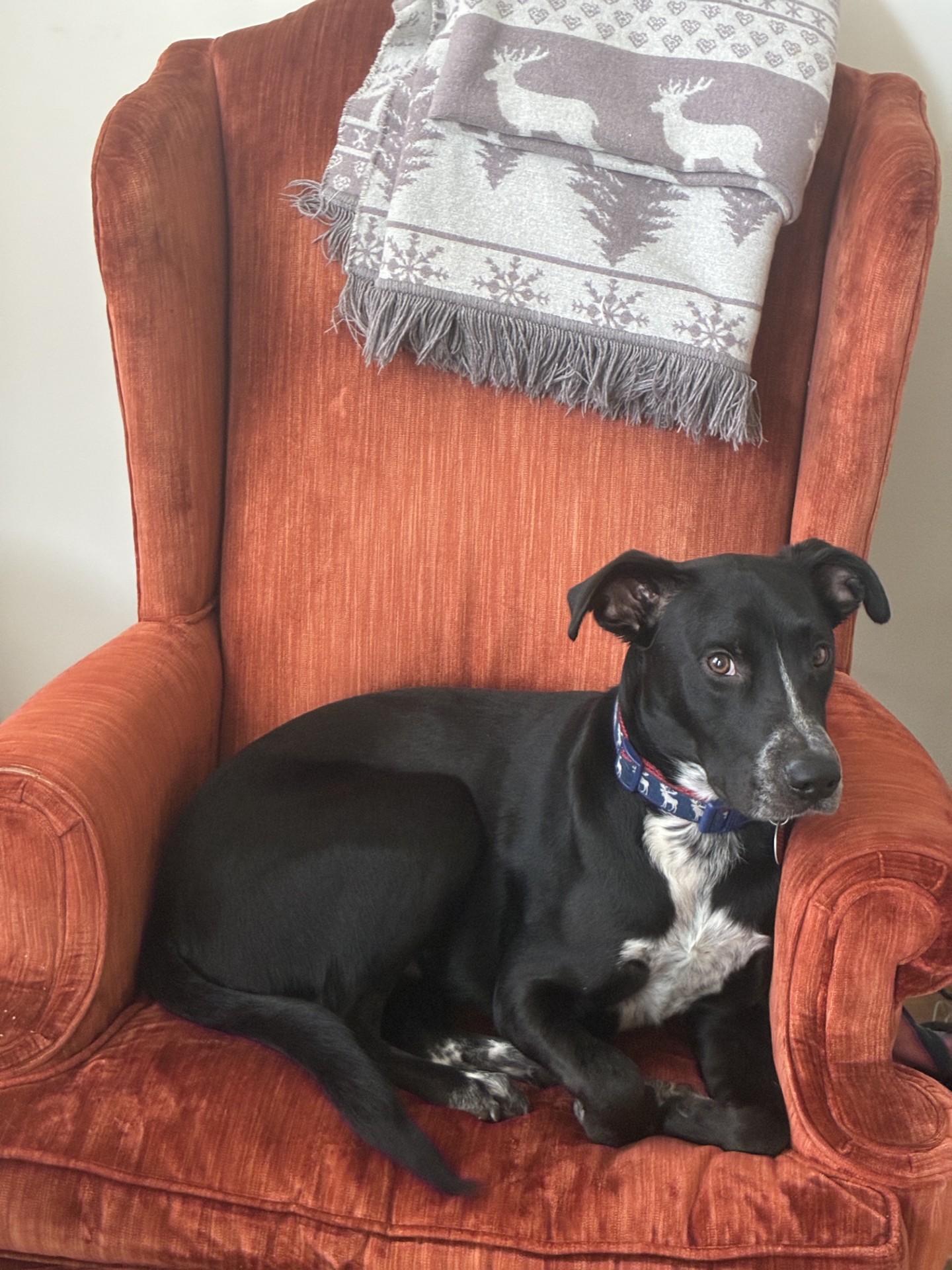 Enlarge Moose, a ADOPTABLE mixed breed in Unionville, CT image 1/6