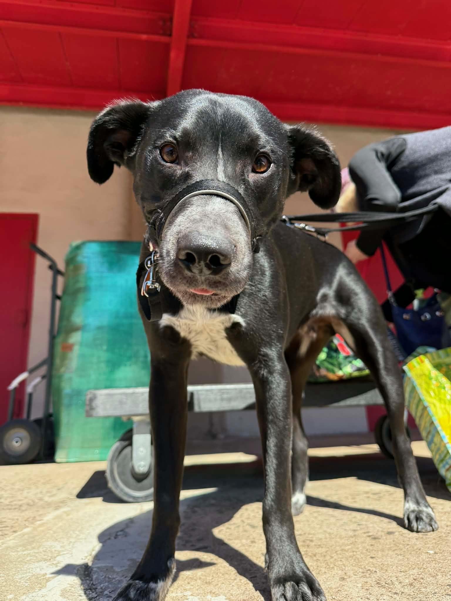 Enlarge Moose, a ADOPTABLE mixed breed in Unionville, CT image 2/6