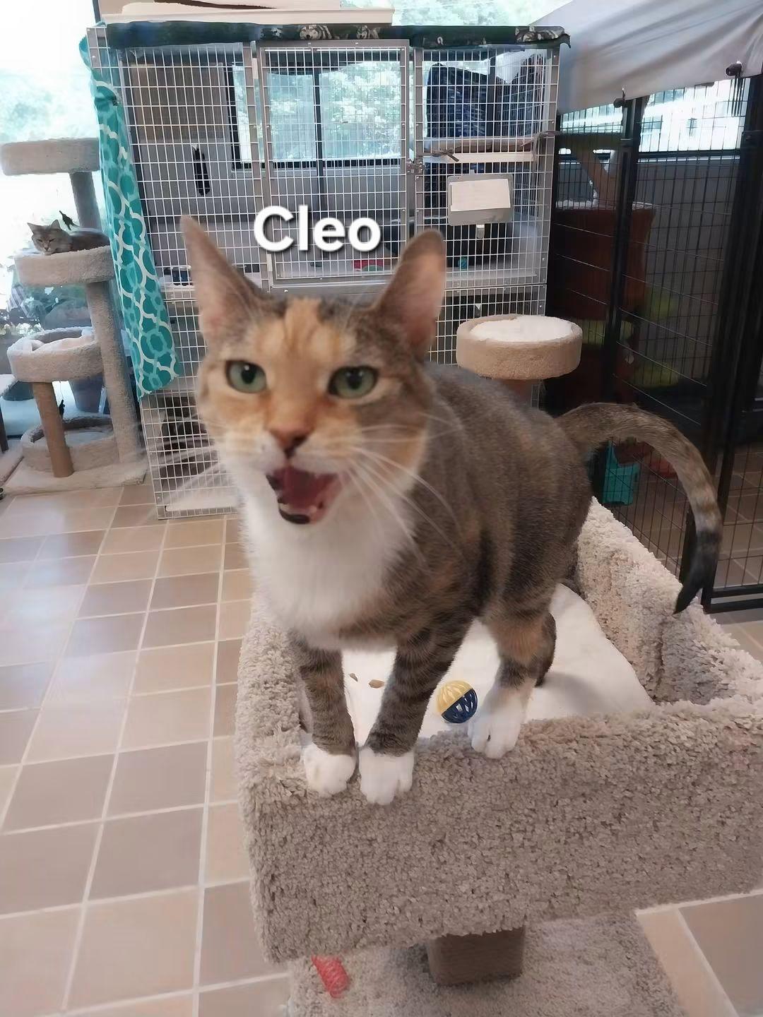 Enlarge Cleo, a ADOPTABLE Domestic Short Hair in Temple, PA image 1/1