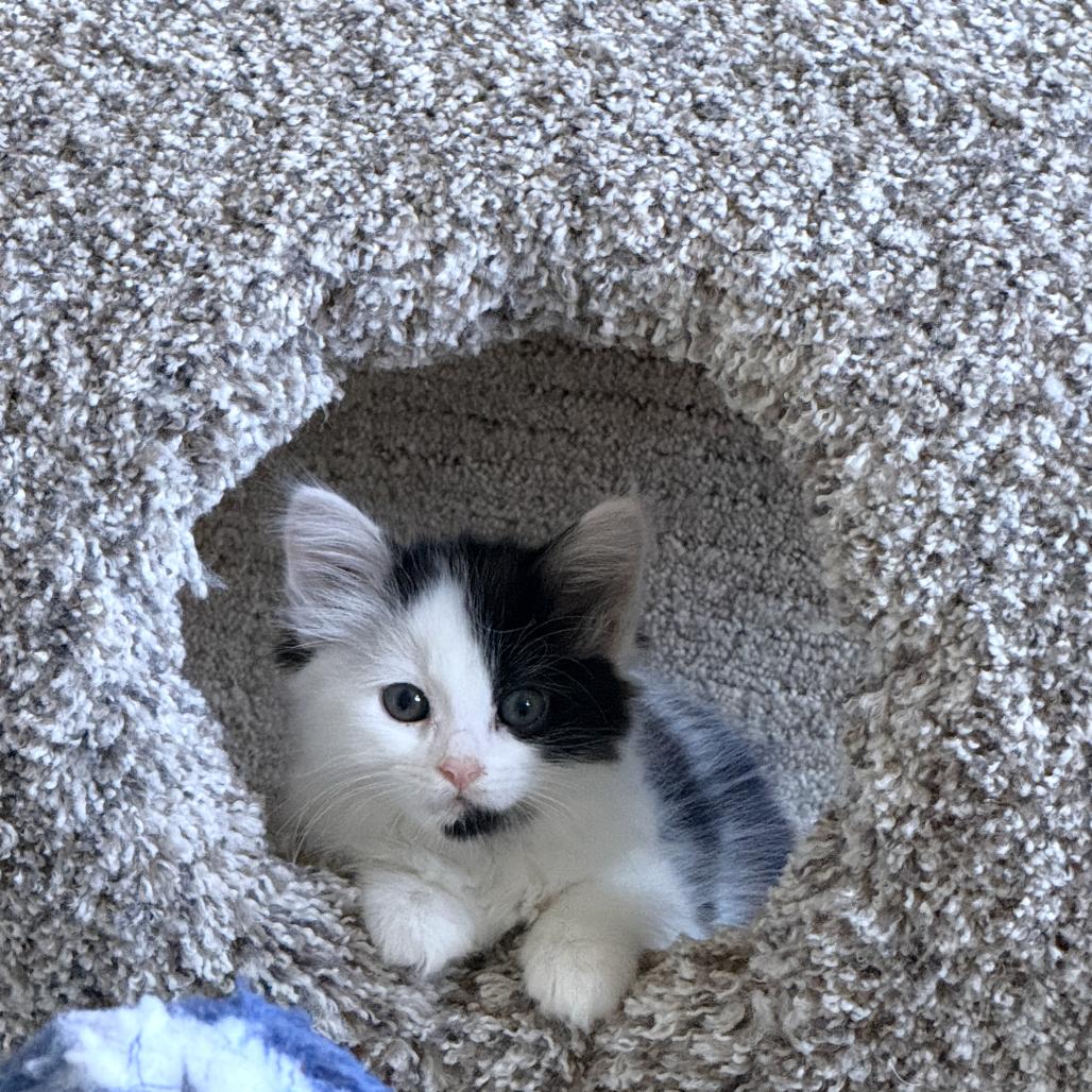 Cannoli, Adoptable, Kitten Female Domestic Long Hair.
