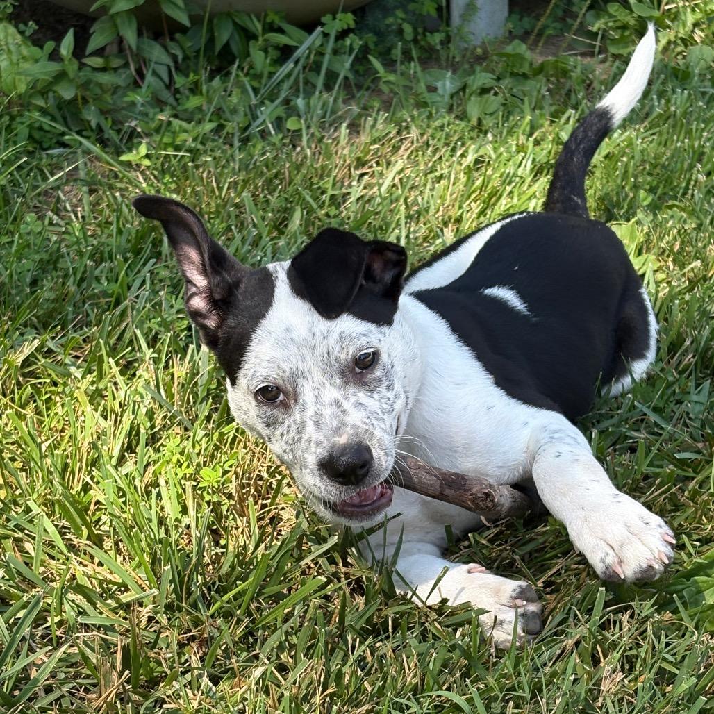 Rufus, Adoptable, Puppy Male Australian Cattle Dog / Blue Heeler & Pit Bull Terrier.