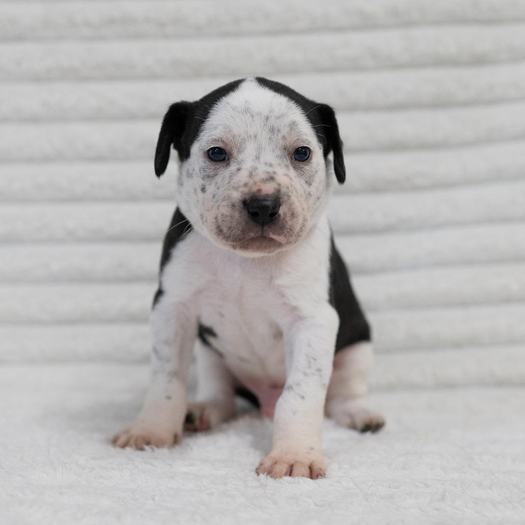 Enlarge Rufus, a Adoptable mixed breed in Fulton, MO image 1/1