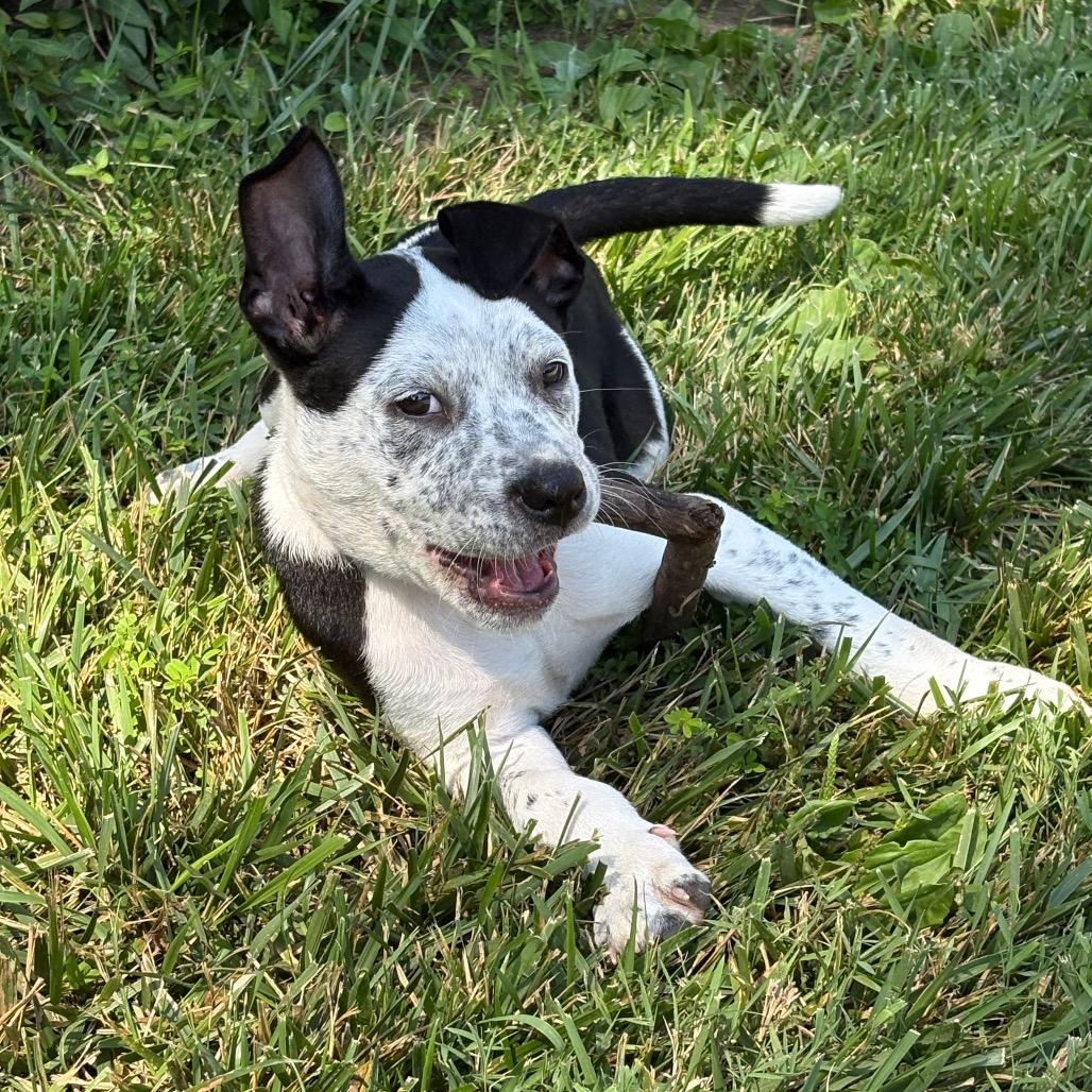 Enlarge Rufus, a Adoptable mixed breed in Fulton, MO image 3/4