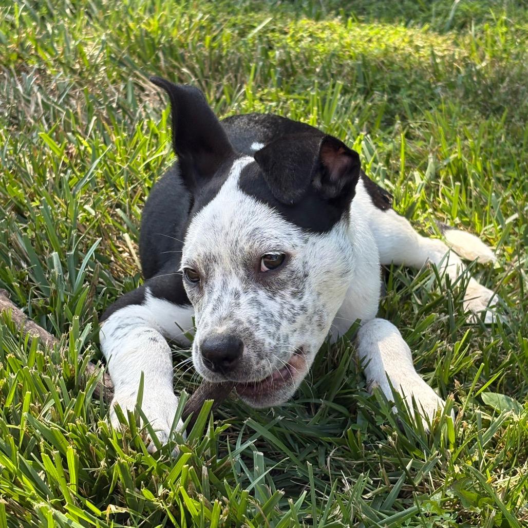 Enlarge Rufus, a Adoptable mixed breed in Fulton, MO image 4/4