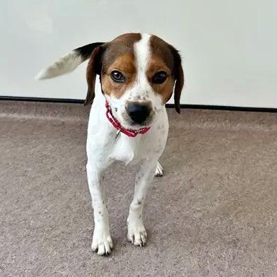 Enlarge Todd, a Adoptable Beagle in Saint Louis, MO image 1/2