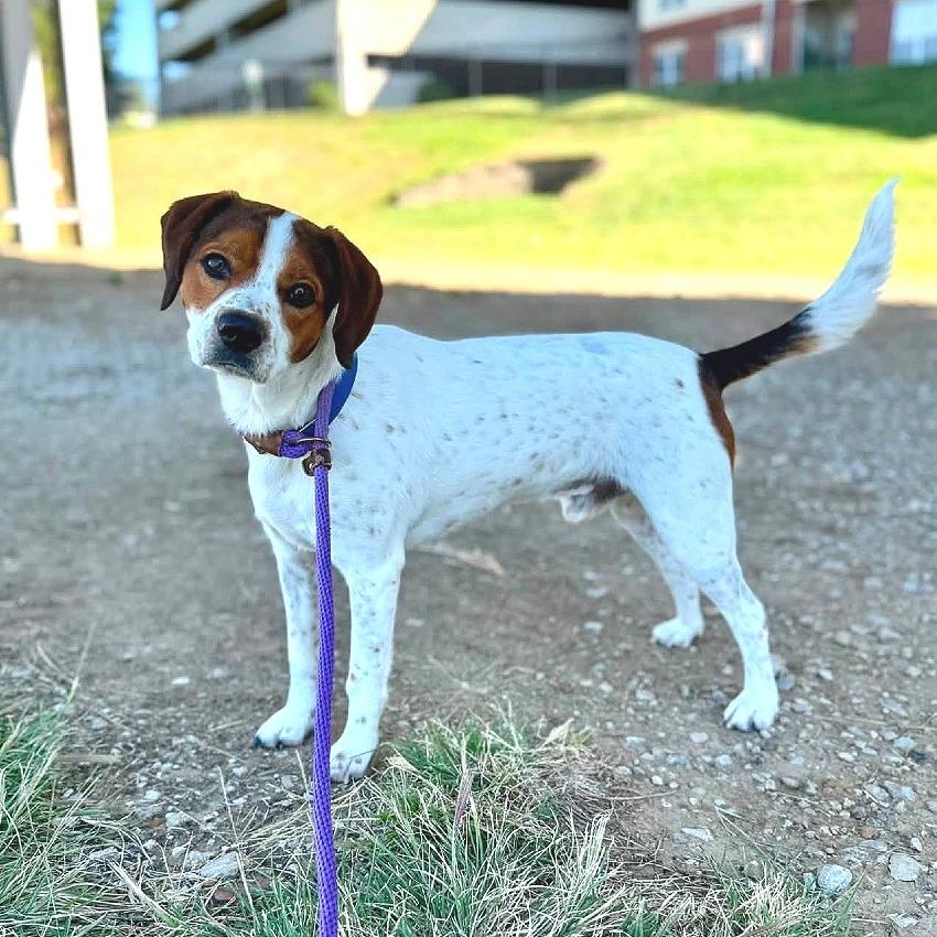 Enlarge Todd, a Adoptable Beagle in Saint Louis, MO image 2/2