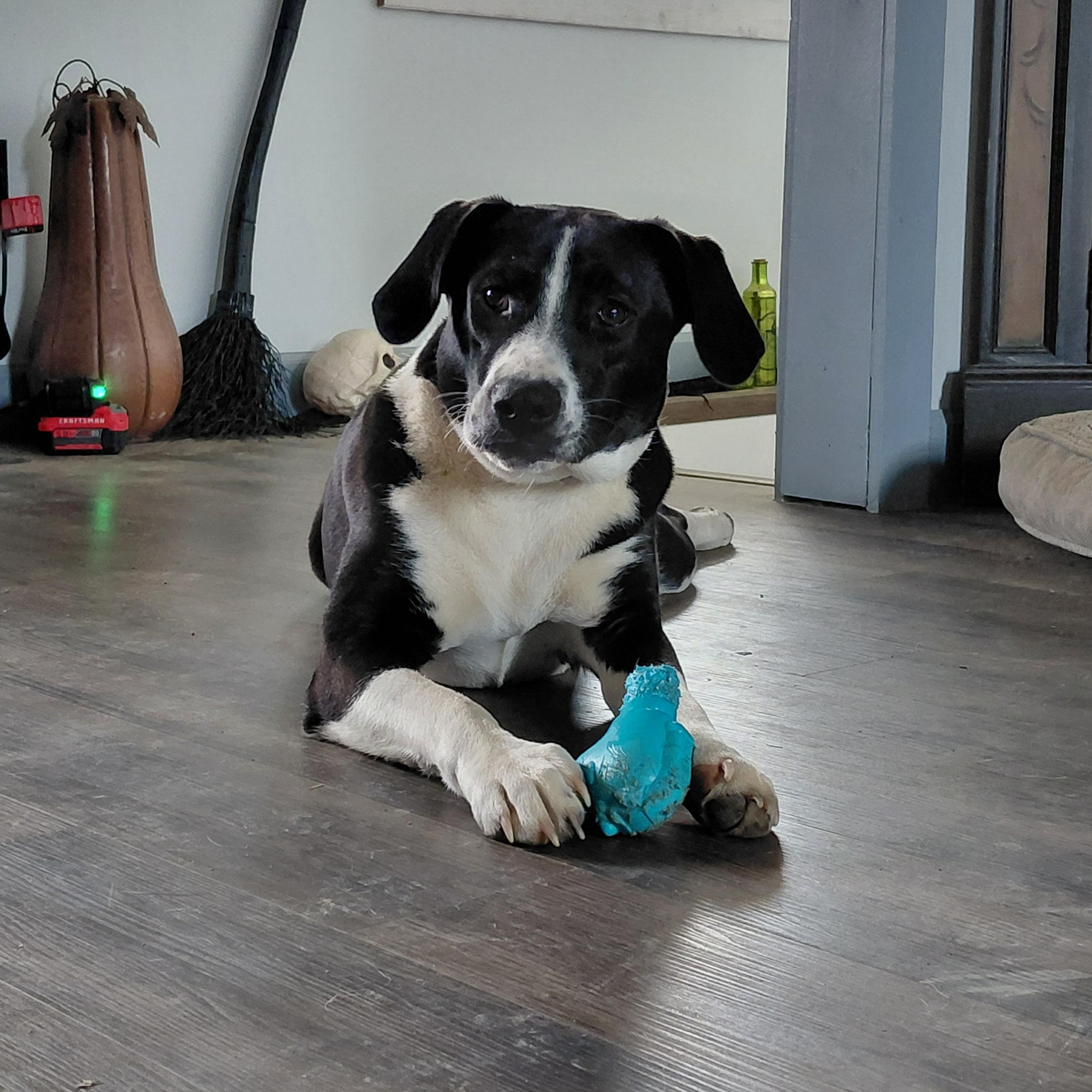 Enlarge Fiona, a Adoptable Black Labrador Retriever in Lexington, KY image 1/6