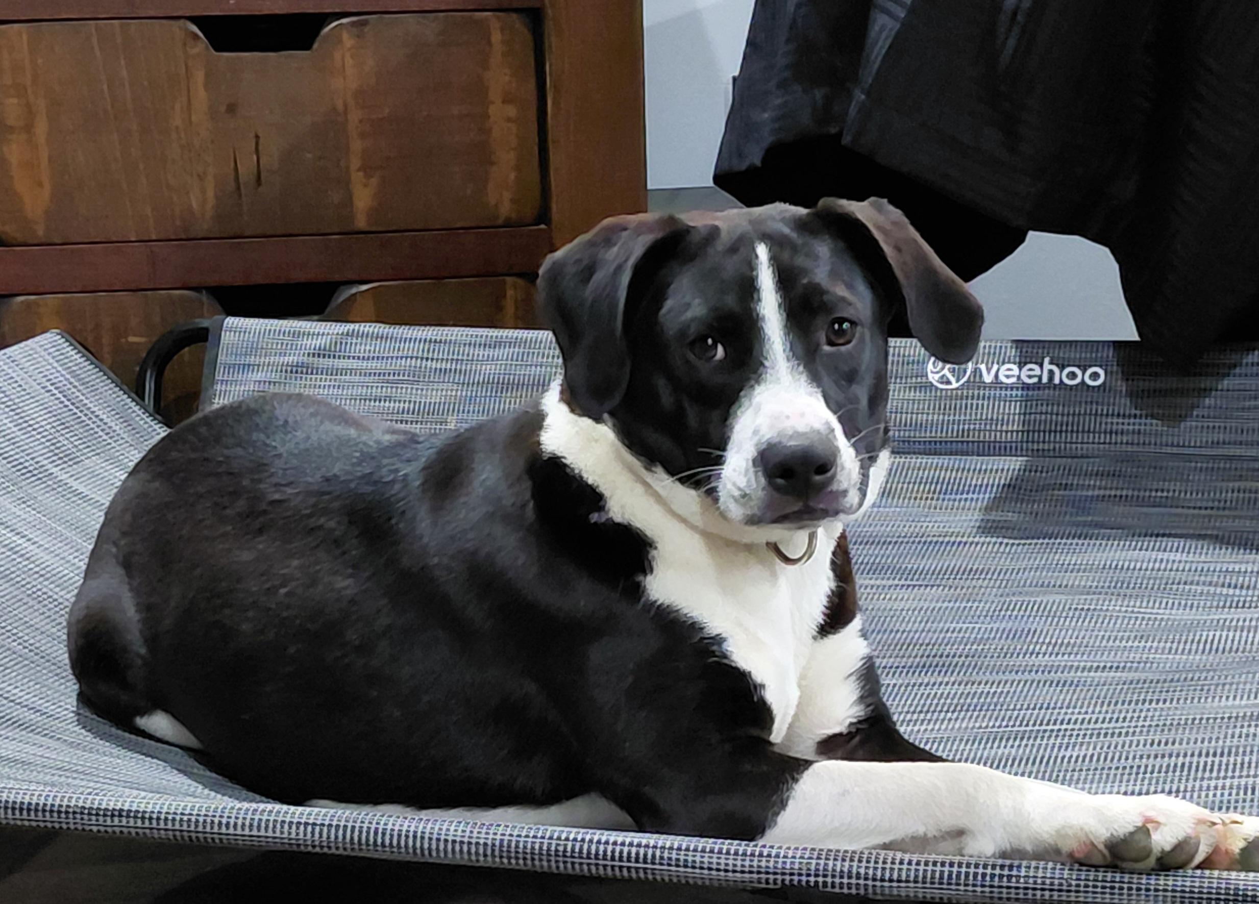 Enlarge Fiona, a Adoptable Black Labrador Retriever in Lexington, KY image 2/6