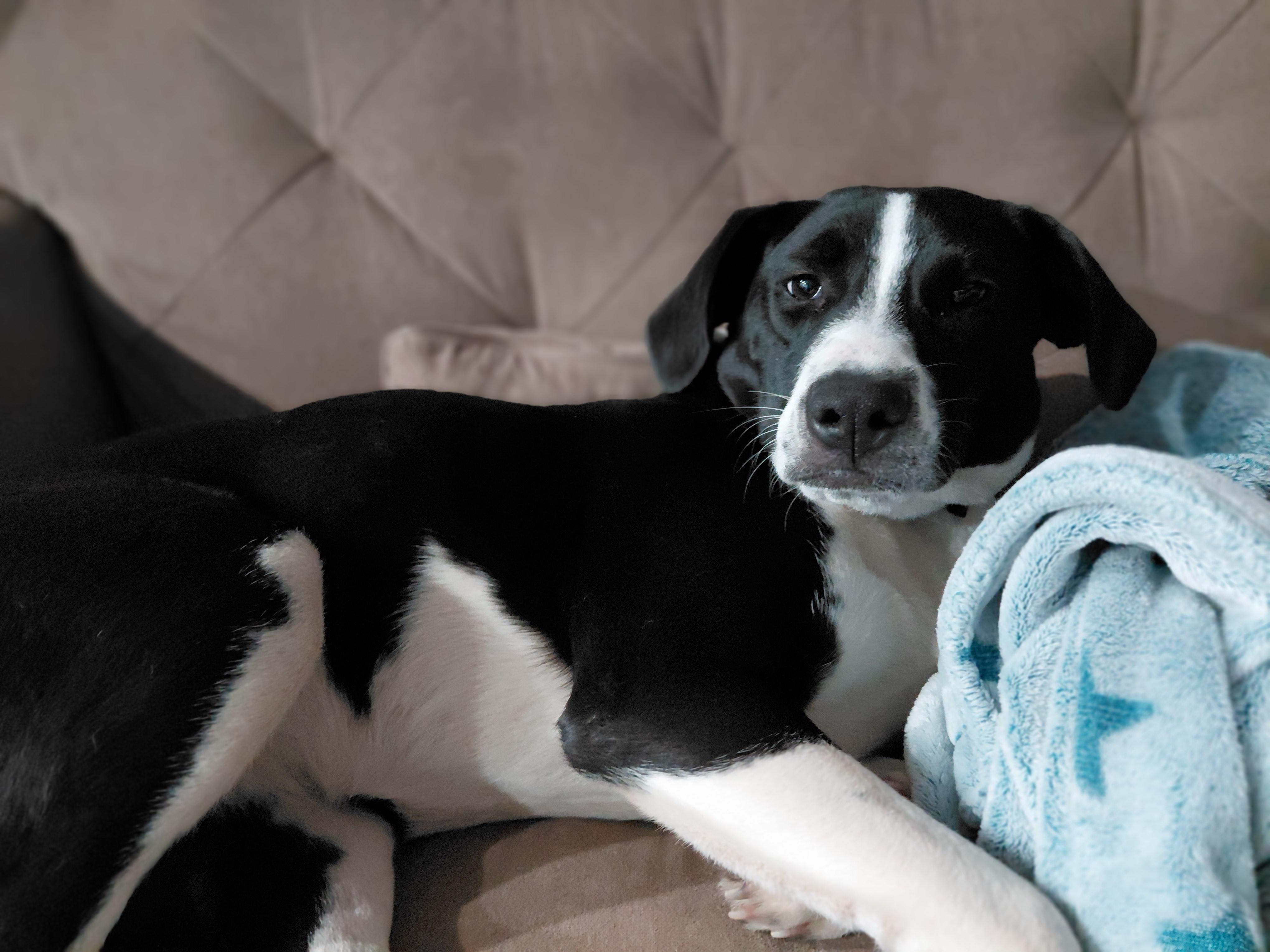 Enlarge Fiona, a Adoptable Black Labrador Retriever in Lexington, KY image 3/6