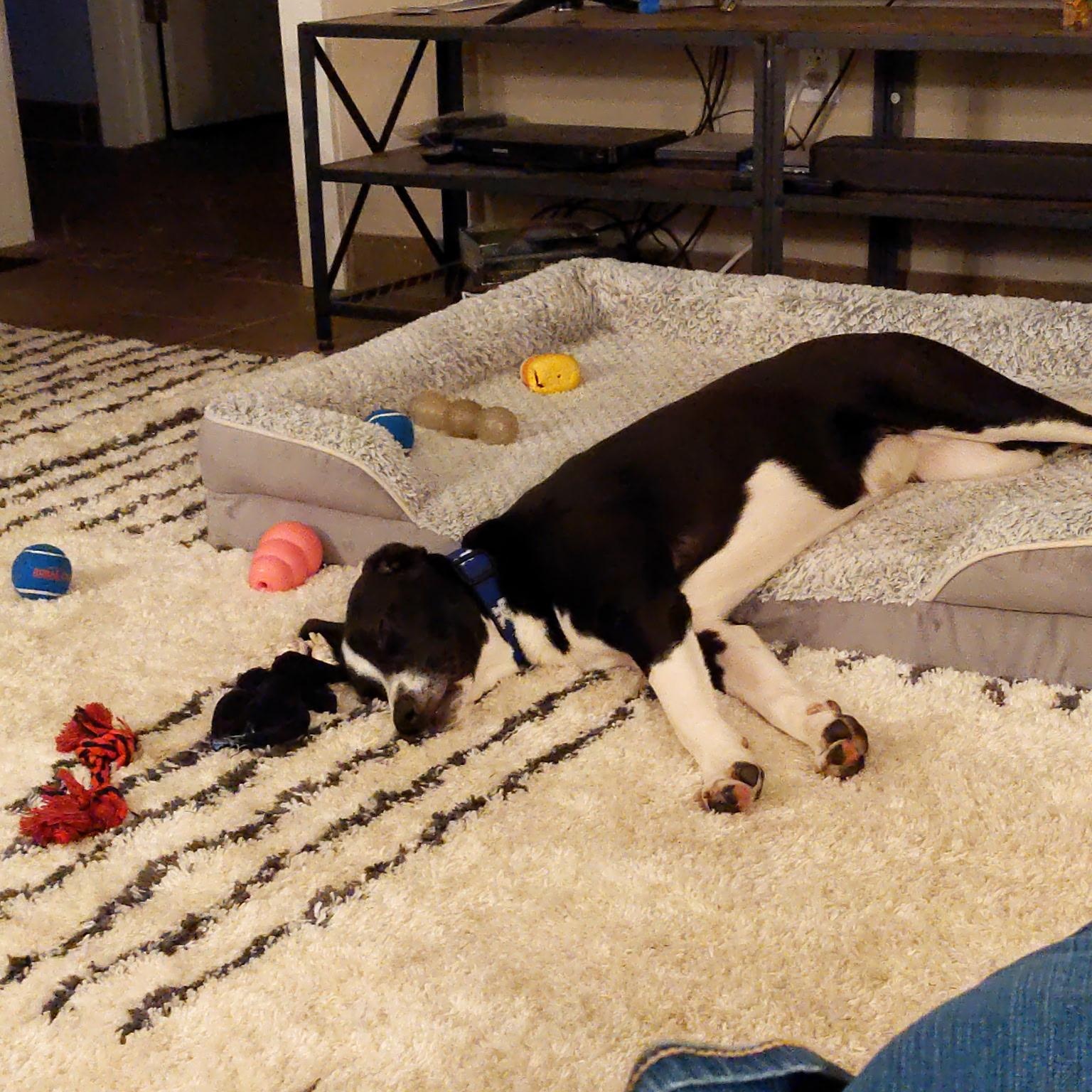 Enlarge Fiona, a Adoptable Black Labrador Retriever in Lexington, KY image 4/6