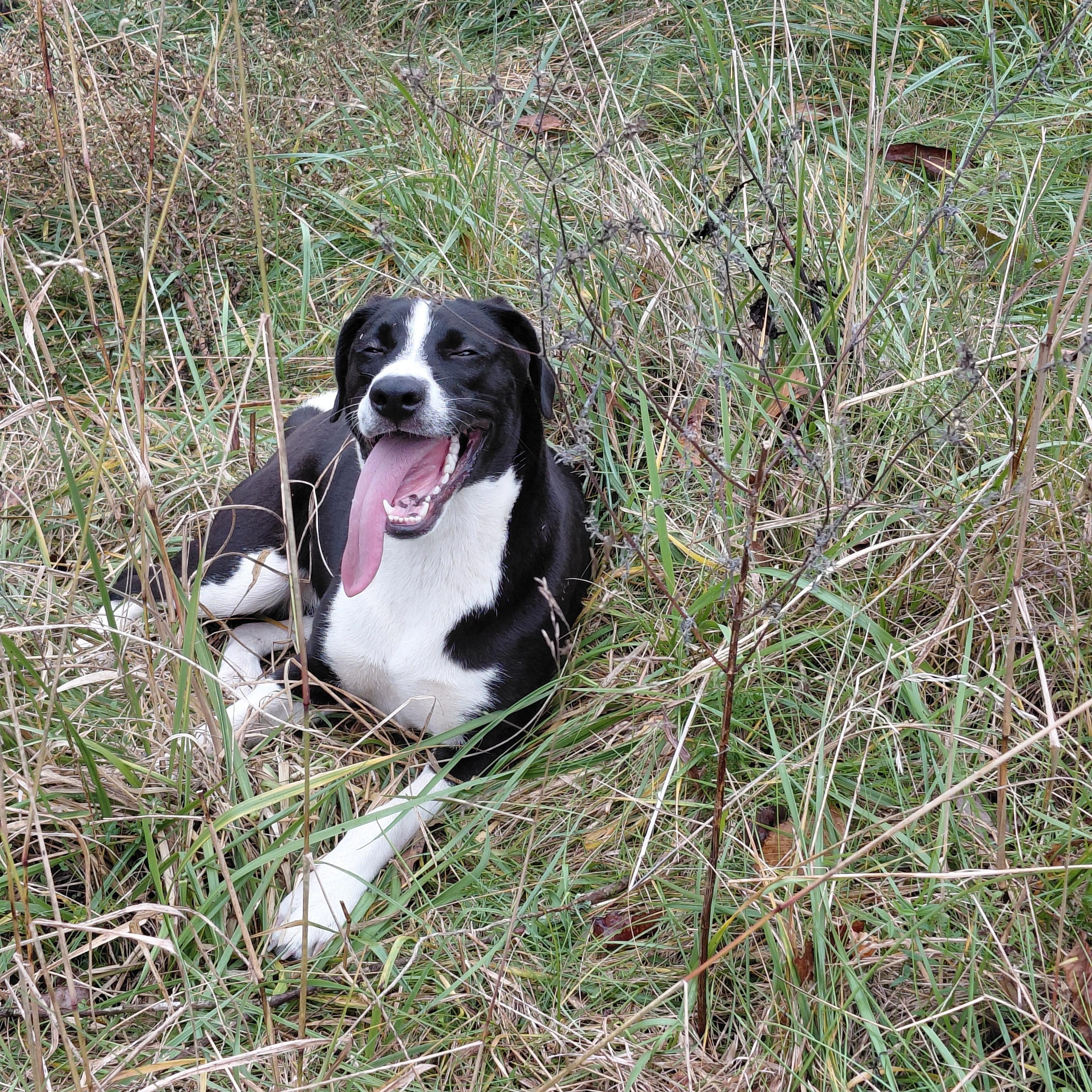 Enlarge Fiona, a Adoptable Black Labrador Retriever in Lexington, KY image 5/6