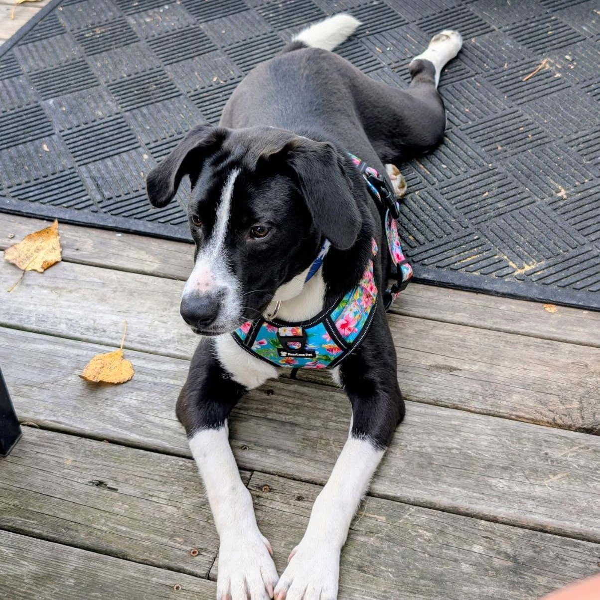 Enlarge Fiona, a Adoptable Black Labrador Retriever in Lexington, KY image 6/6