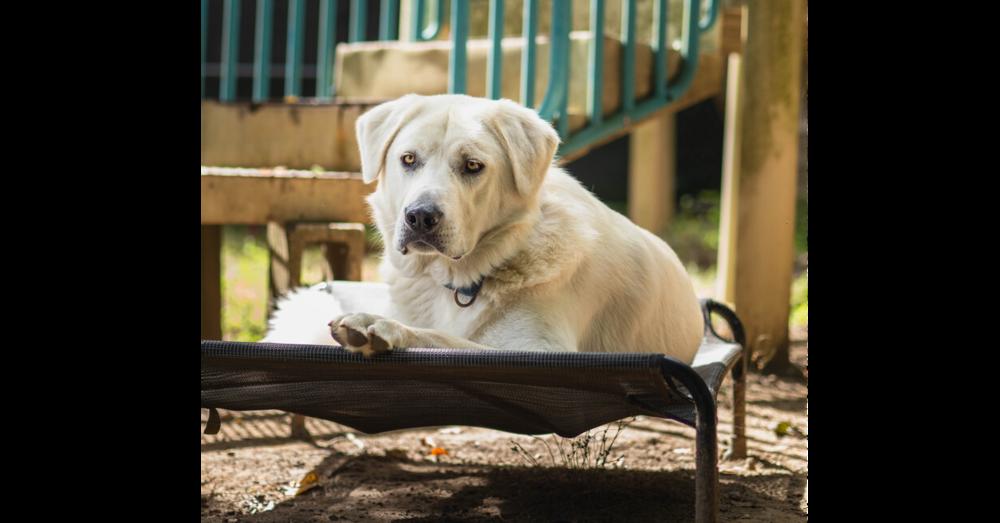 Enlarge Cowboy - 25109, a Adoptable mixed breed in Armonk, NY image 2/6