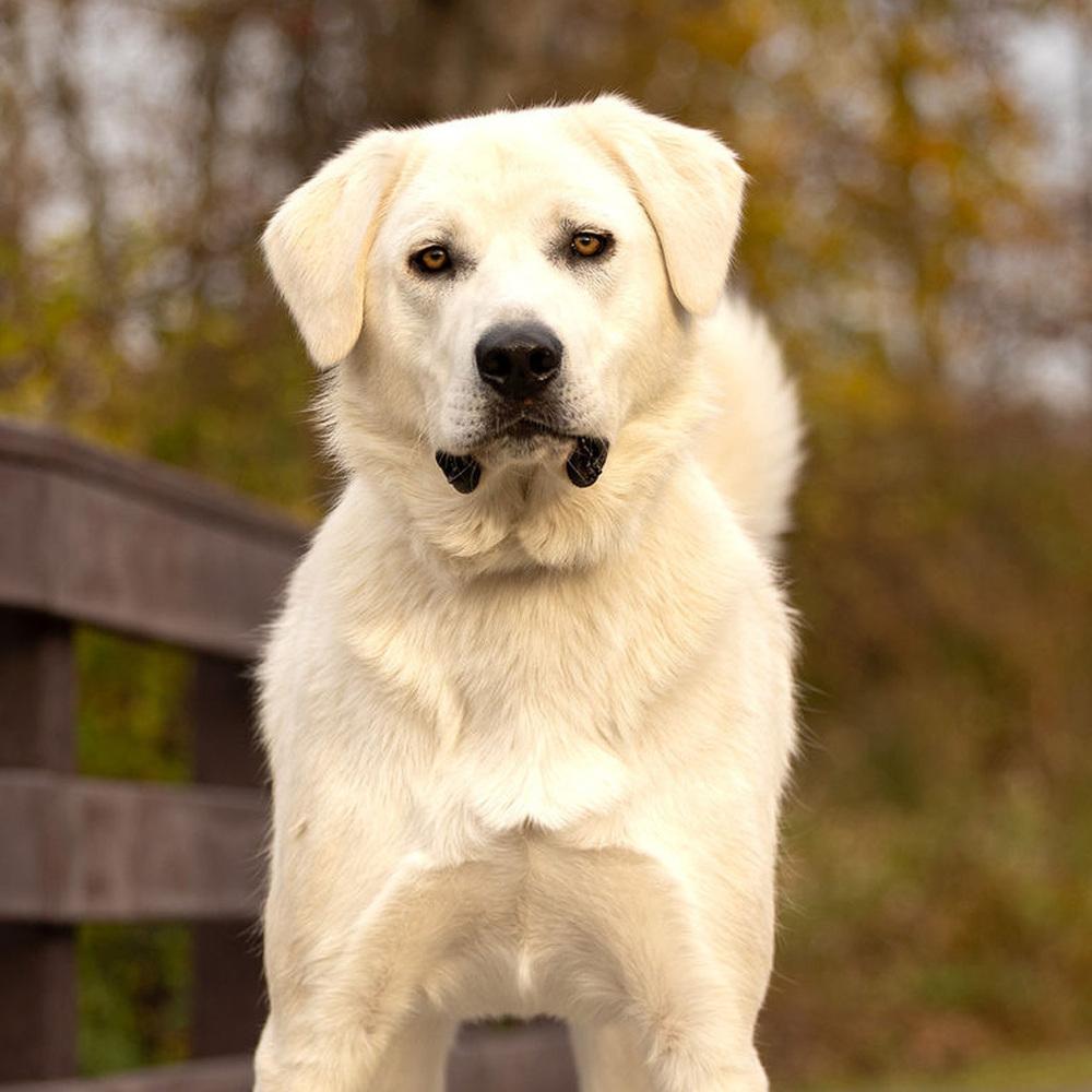 Enlarge Cowboy - 25109, a Adoptable mixed breed in Armonk, NY image 2/6