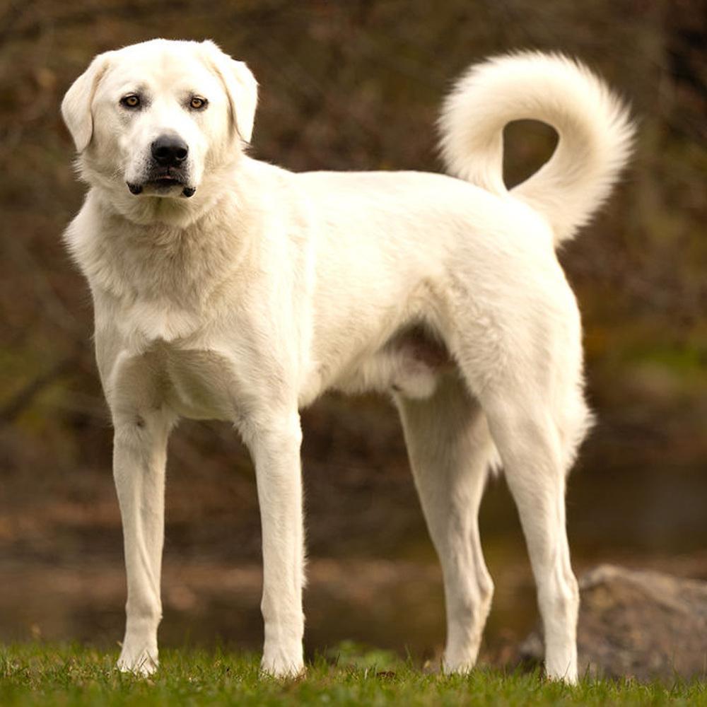 Enlarge Cowboy - 25109, a Adoptable mixed breed in Armonk, NY image 3/6