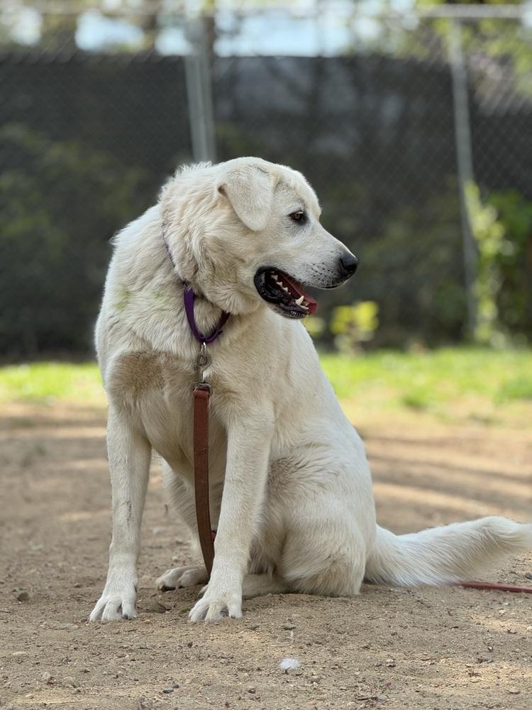 Enlarge Cowboy - 25109, a Adoptable mixed breed in Armonk, NY image 6/6