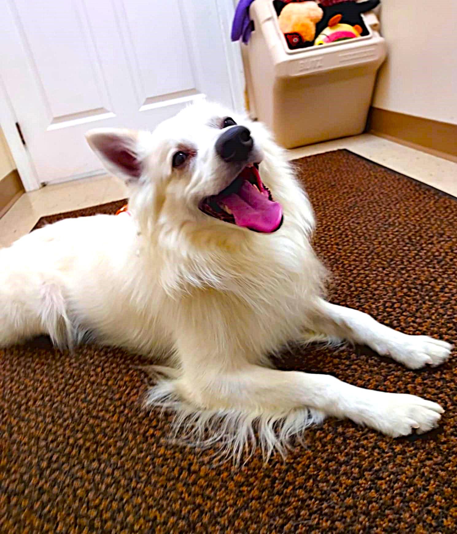 Enlarge Max, a Adoptable American Eskimo Dog in Falls Creek, PA image 4/6