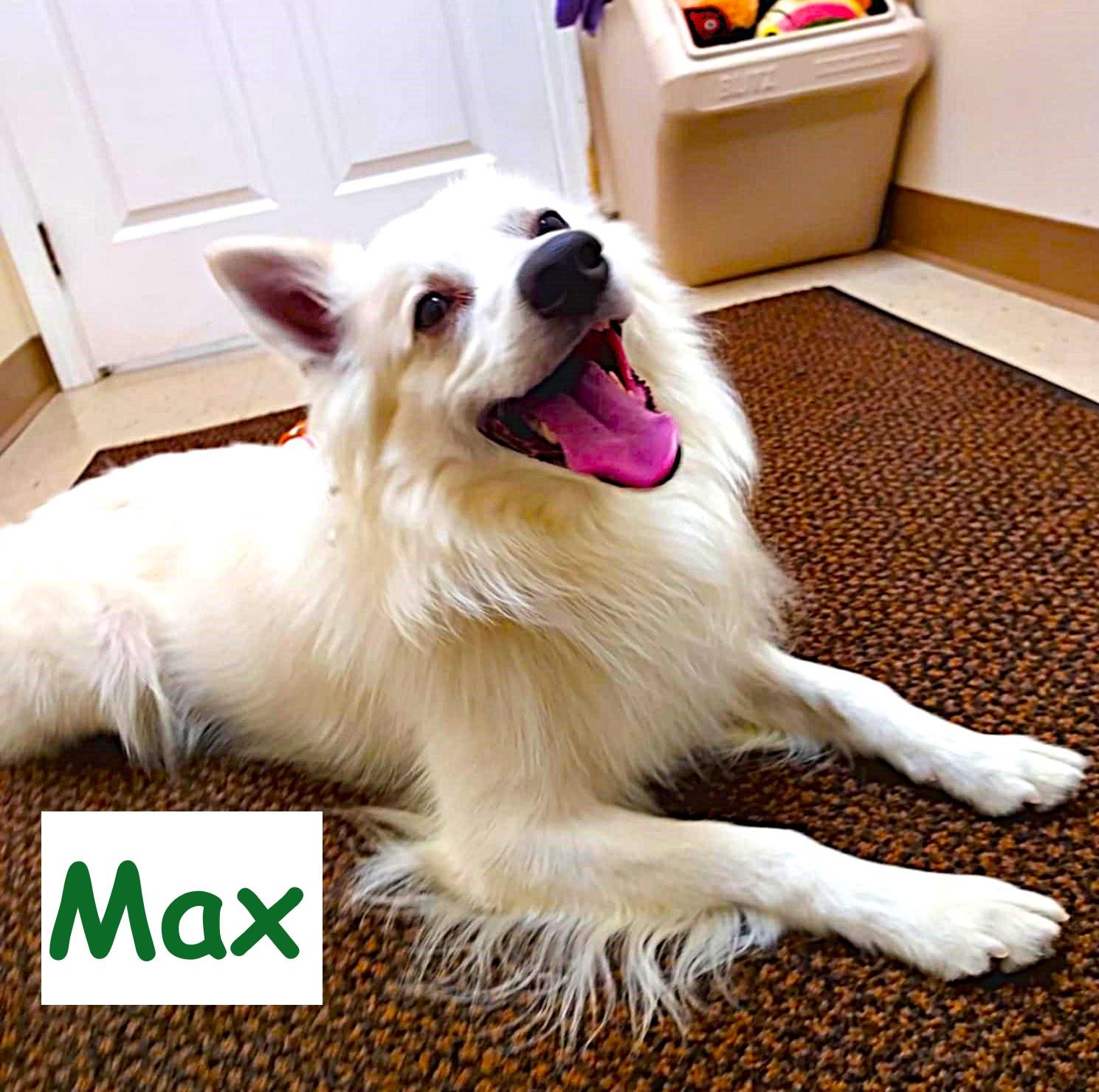 Enlarge Max, a Adoptable American Eskimo Dog in Falls Creek, PA image 1/6