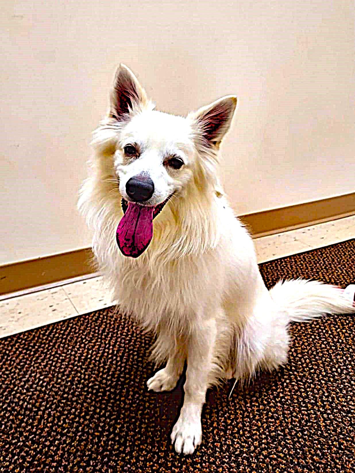 Enlarge Max, a Adoptable American Eskimo Dog in Falls Creek, PA image 5/6